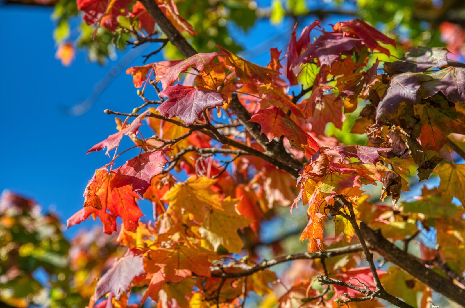 Nikon D750 sample photo. Maple, leaves, autumn photography