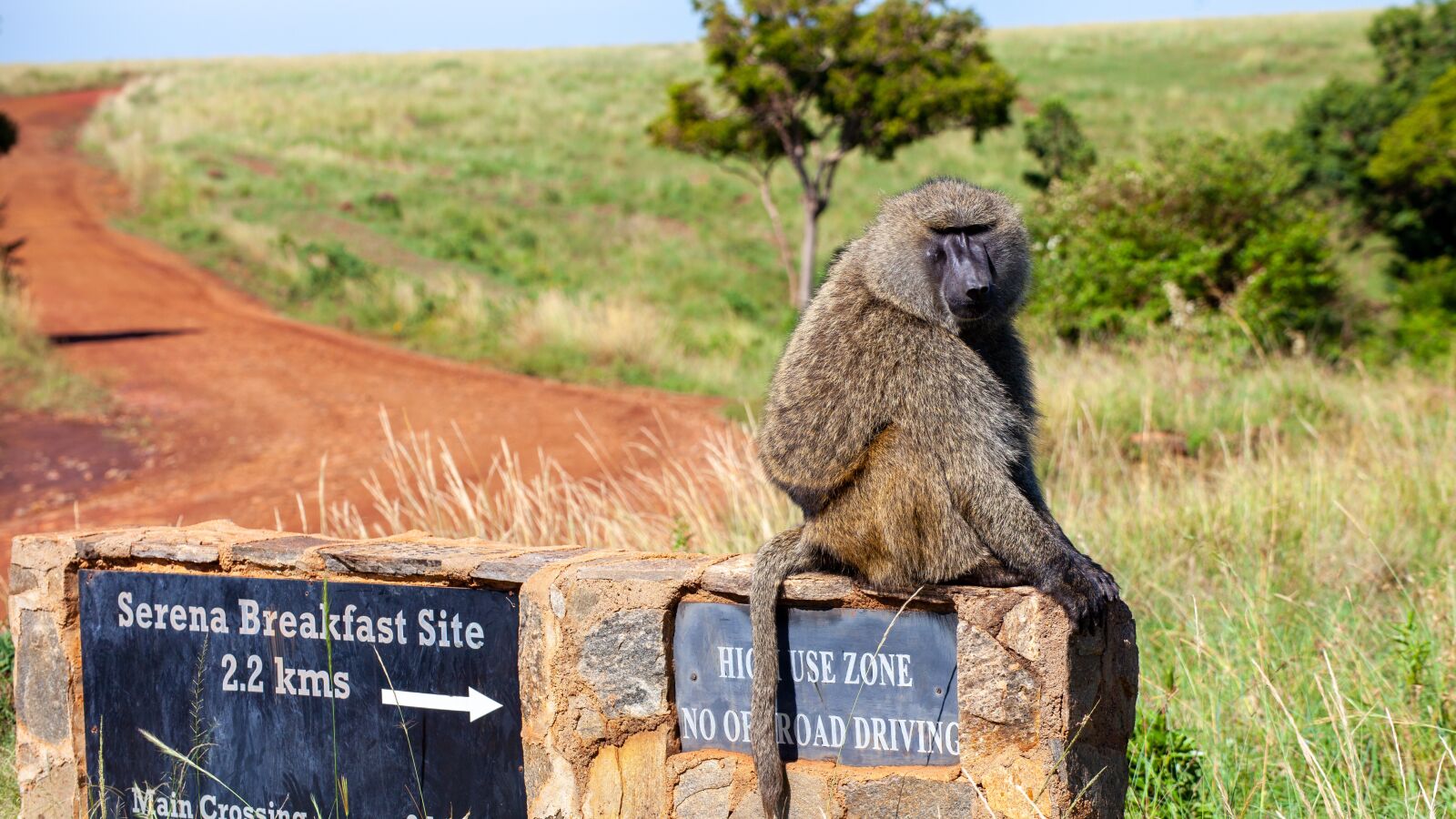 Canon EOS 5D Mark II sample photo. Monkey, breakfast, savannah photography