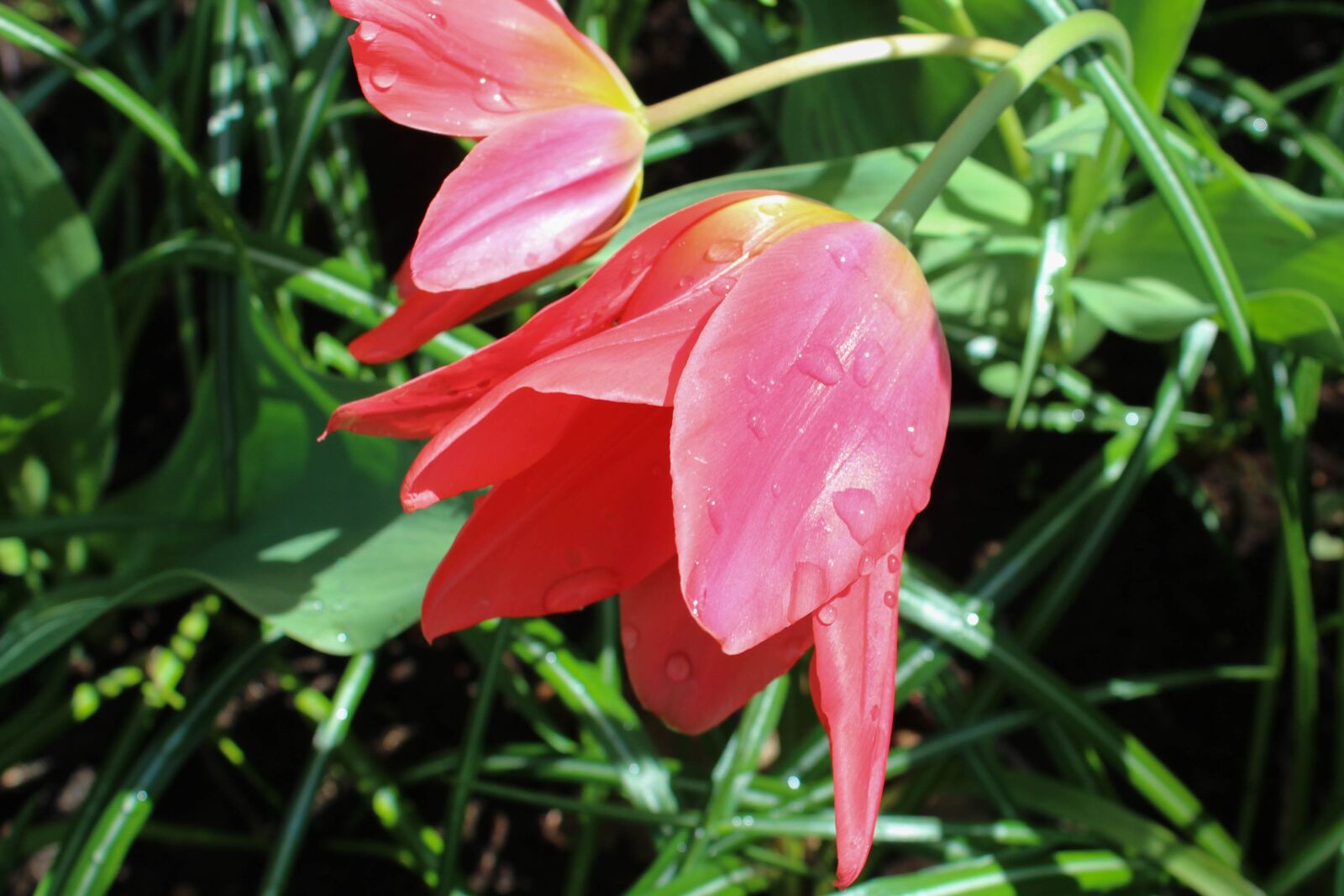 Canon EOS 600D (Rebel EOS T3i / EOS Kiss X5) sample photo. Nature, plant, tulip photography