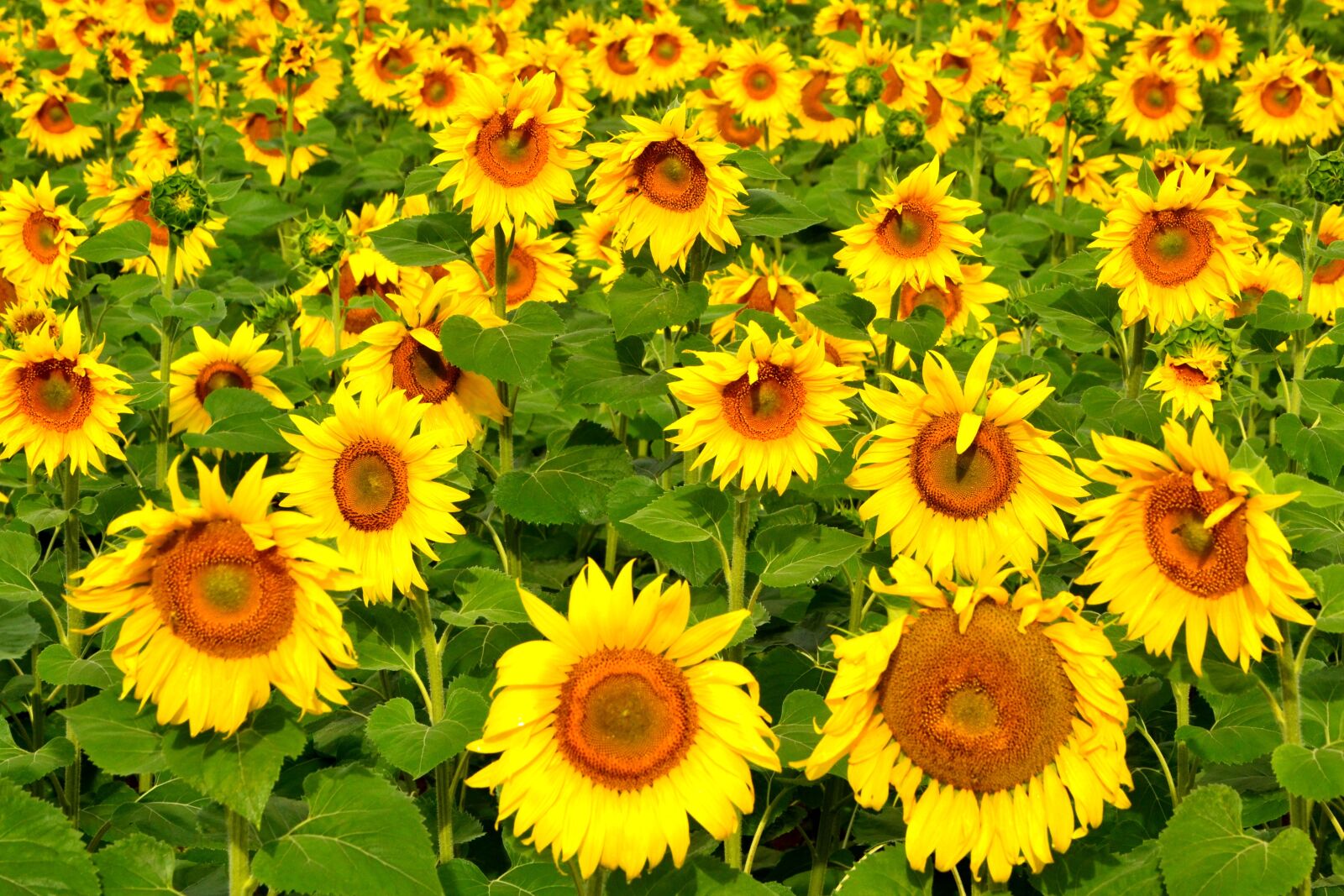 Nikon D3100 sample photo. Sunflower, summer, flower photography