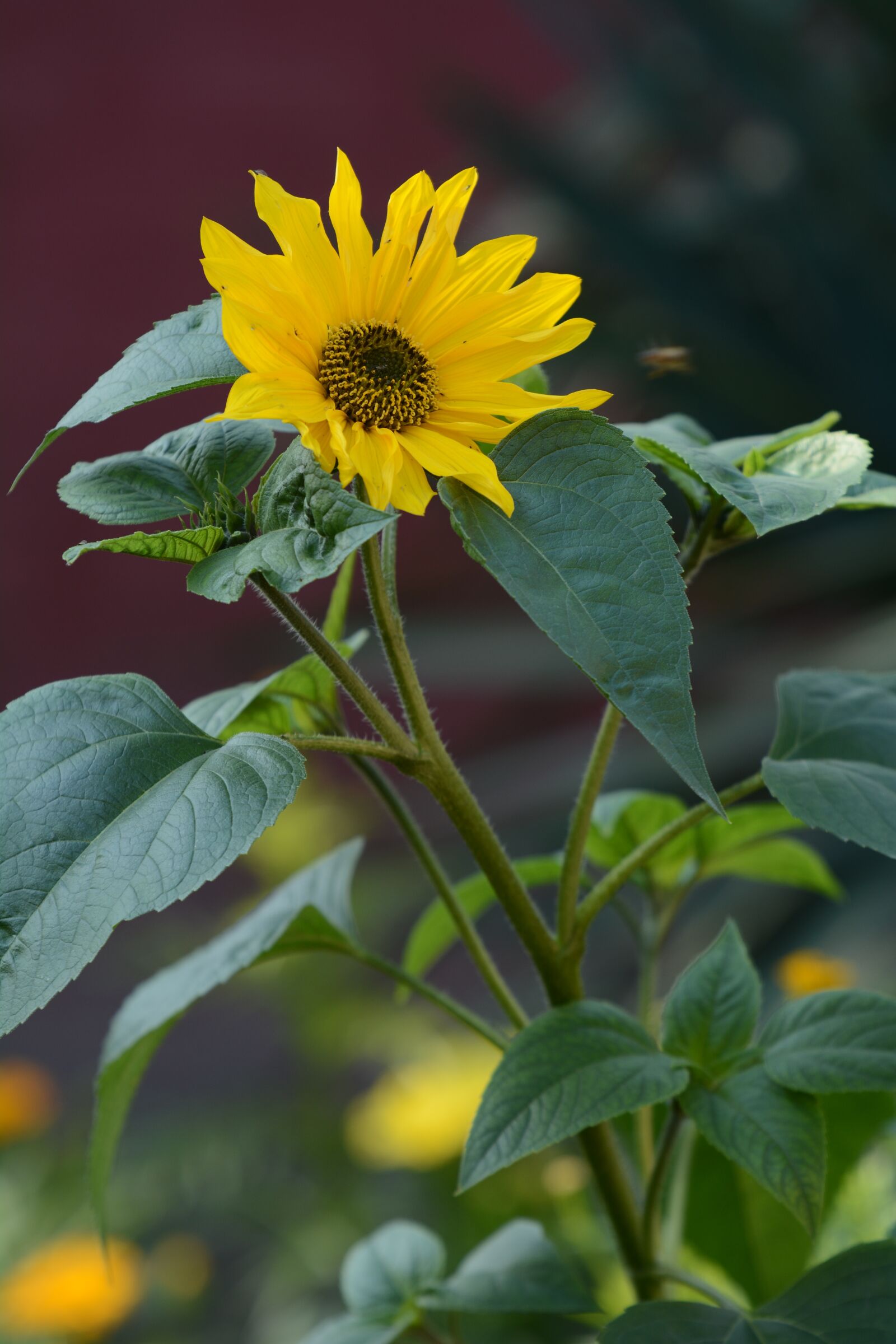 Nikon D7100 sample photo. Sunflower, flower, flora photography
