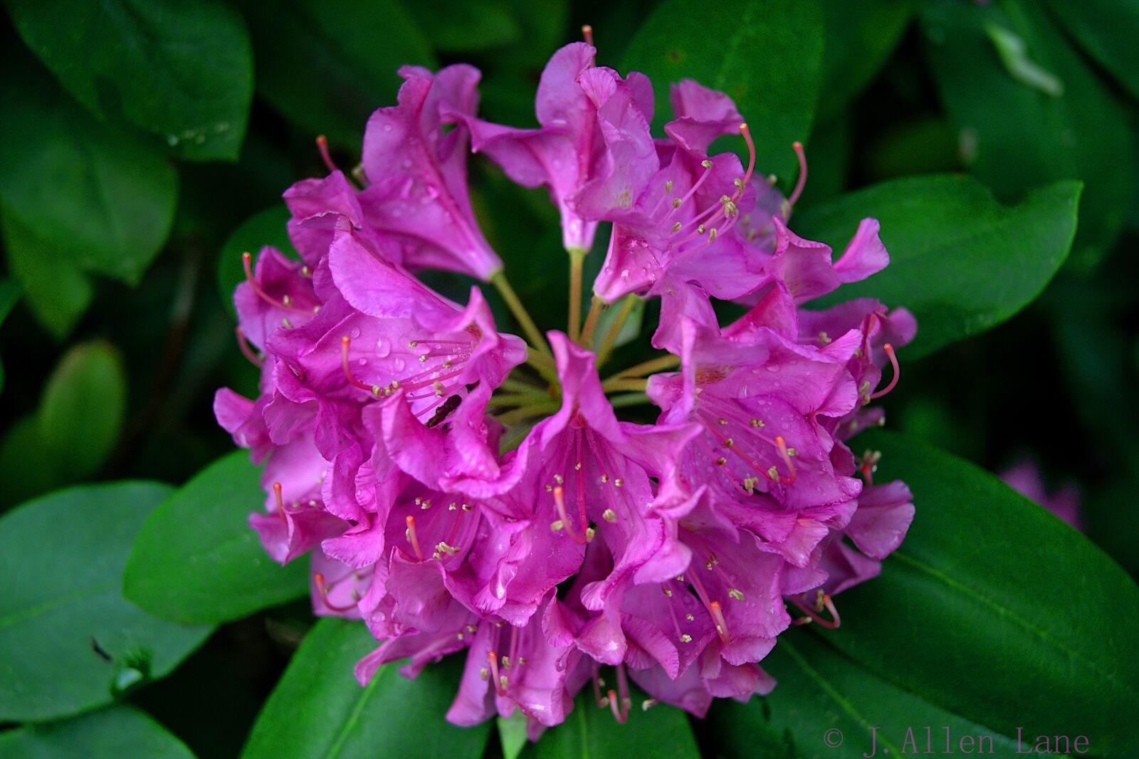 Nikon D5200 sample photo. Flower, insect, nature photography