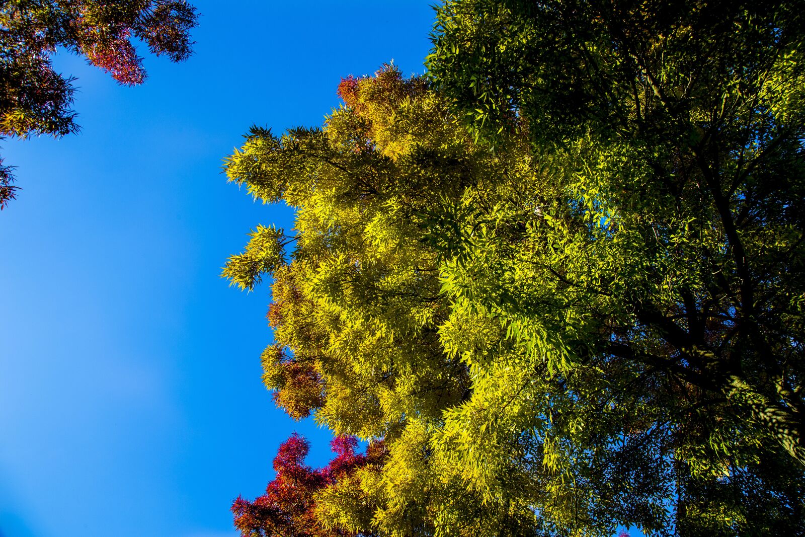 Canon EOS 6D + Canon EF 24-105mm F4L IS USM sample photo. Autumn, color, tree photography