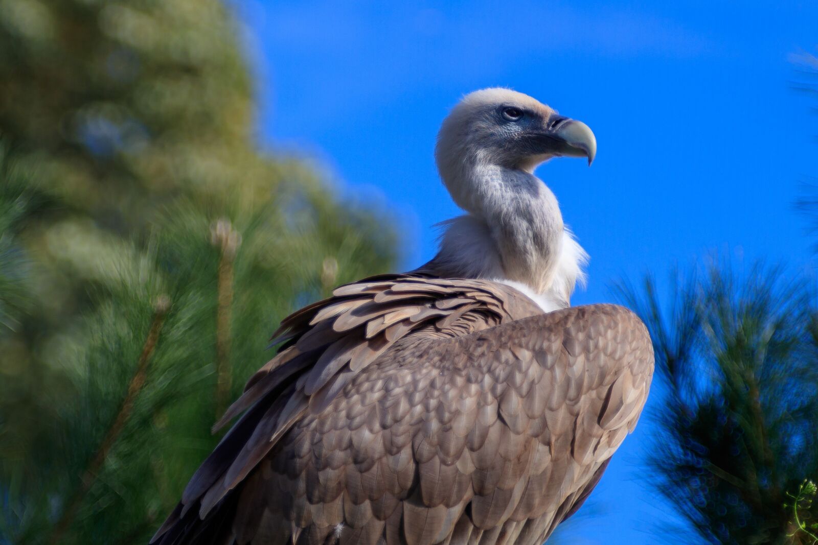 Canon EOS 80D sample photo. Vulture, bird, animal world photography