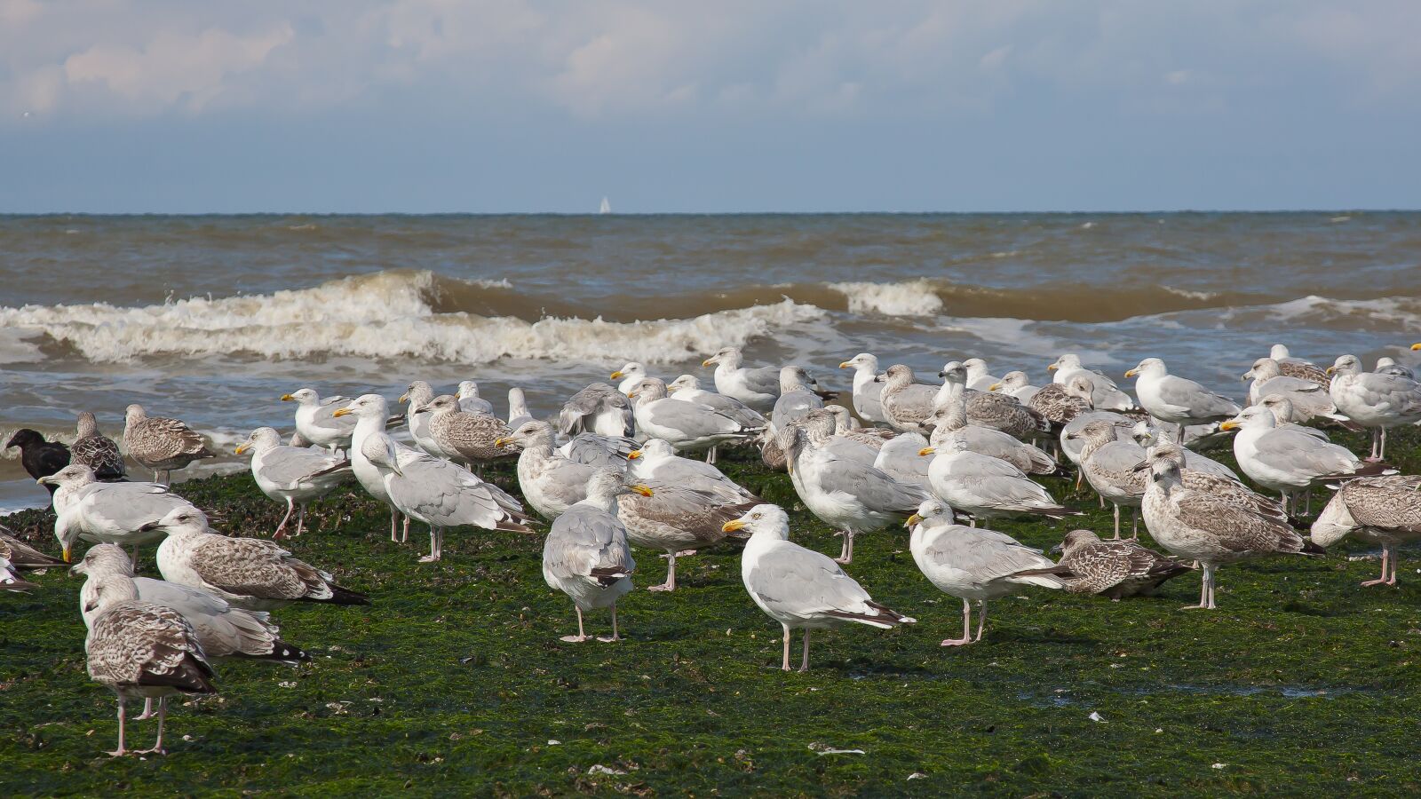 Canon EOS 50D sample photo. Seagull, sea, bird photography