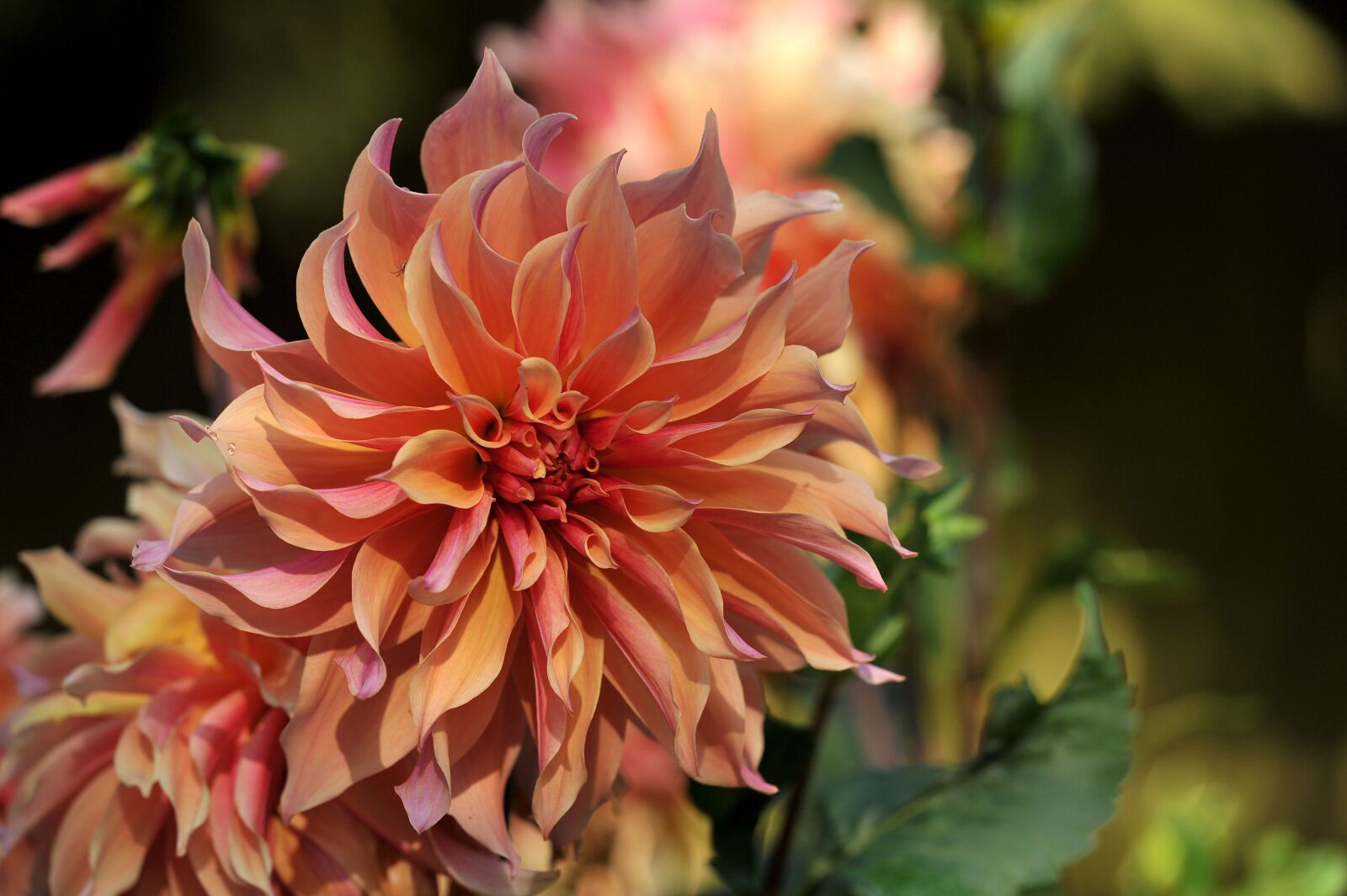 Nikon D3S sample photo. Dahlia, flower, plant photography