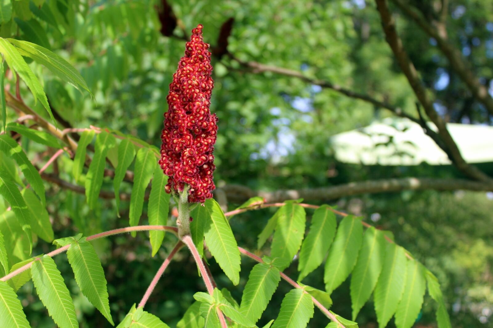 Canon EOS 1200D (EOS Rebel T5 / EOS Kiss X70 / EOS Hi) sample photo. Tree, nature, foliage photography