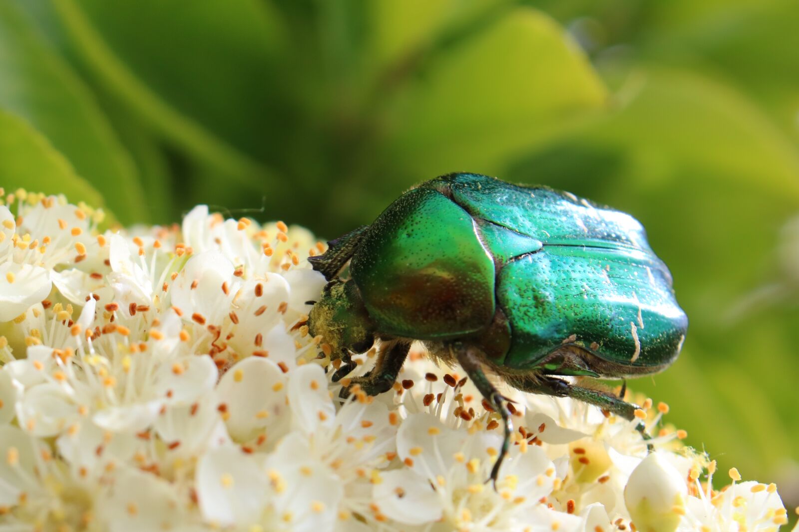 Canon EOS 750D (EOS Rebel T6i / EOS Kiss X8i) sample photo. Beetle, green, rose photography
