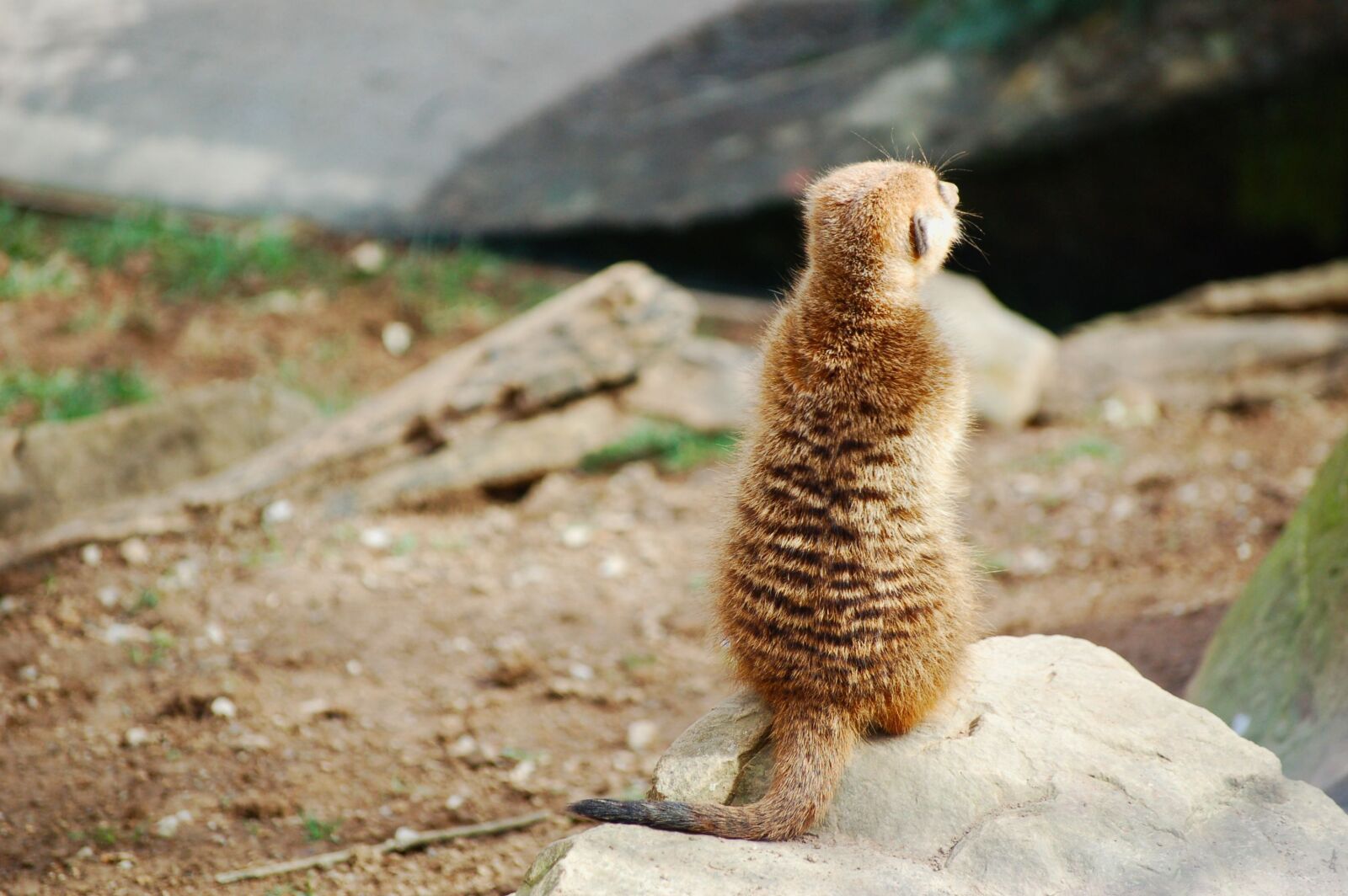 Nikon D50 sample photo. Meerkat, back, turn back photography