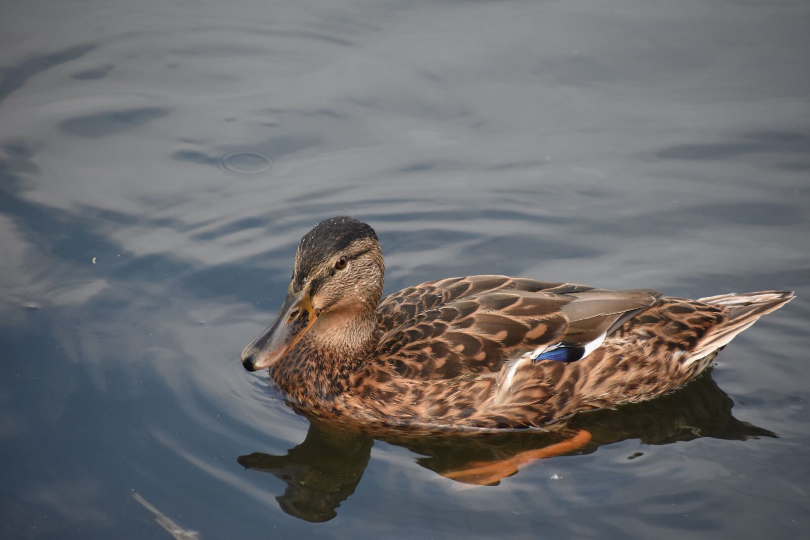 Nikon D7200 sample photo. Duck, close-up, swim photography