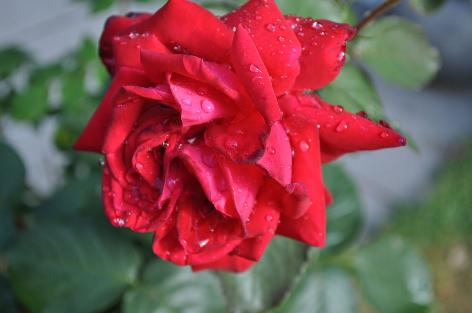Nikon D90 sample photo. Rose, nature, blossom photography