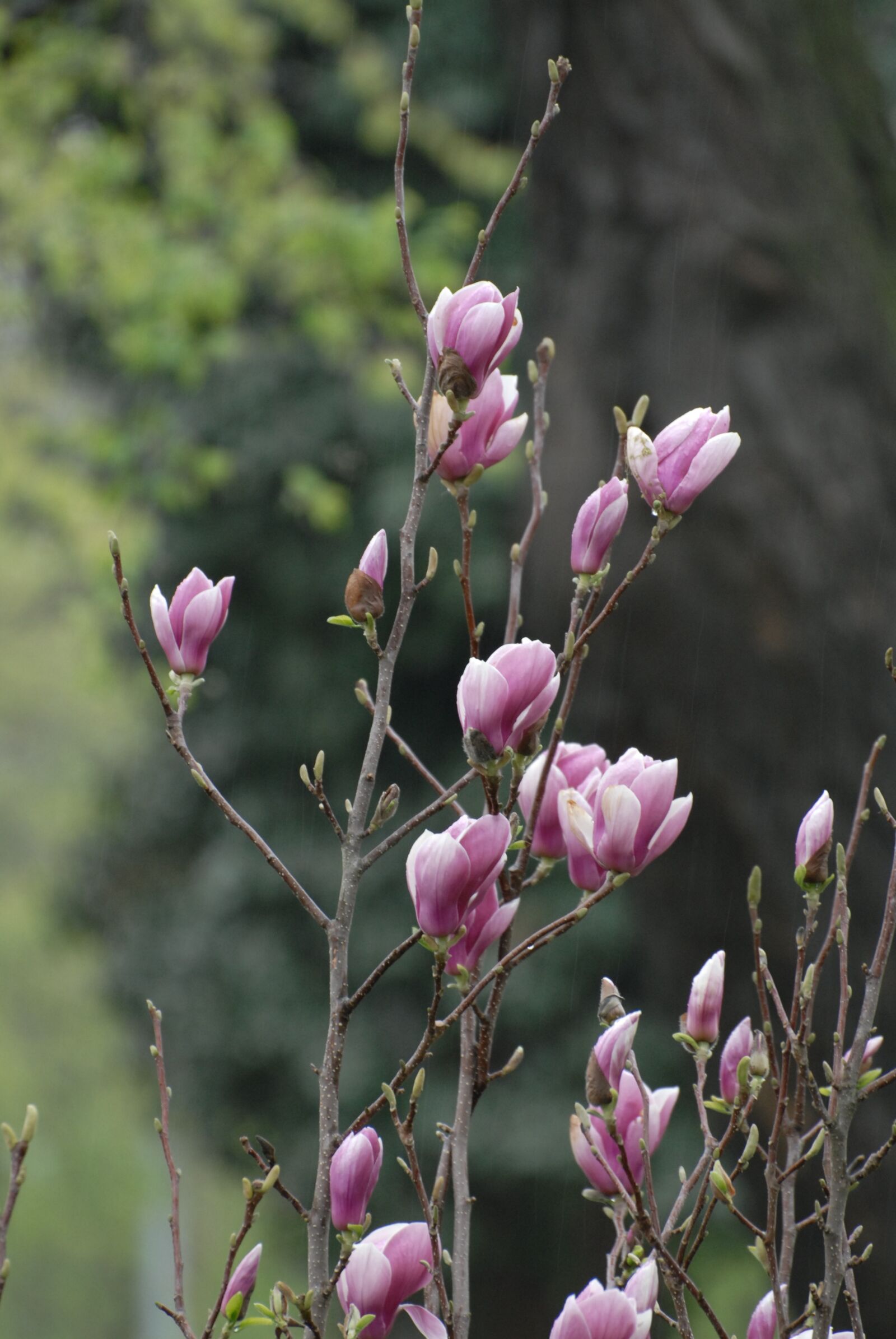 Nikon D200 sample photo. Flower, spring, plant photography
