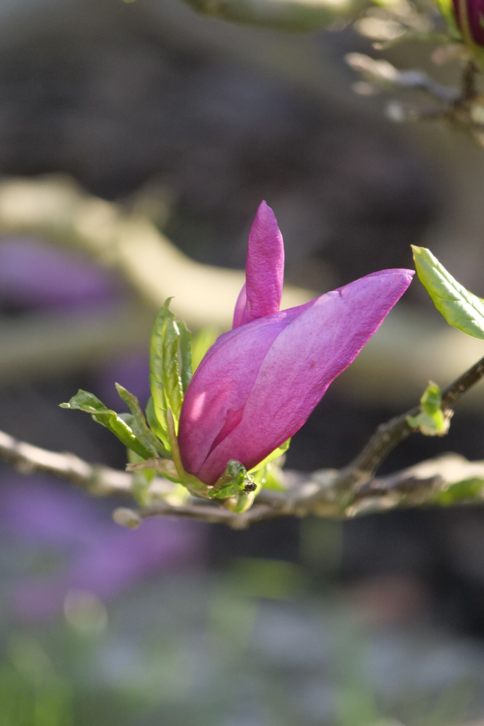 Panasonic Lumix DC-G9 sample photo. Magnolia blossom, magnolieacease, magnolia photography