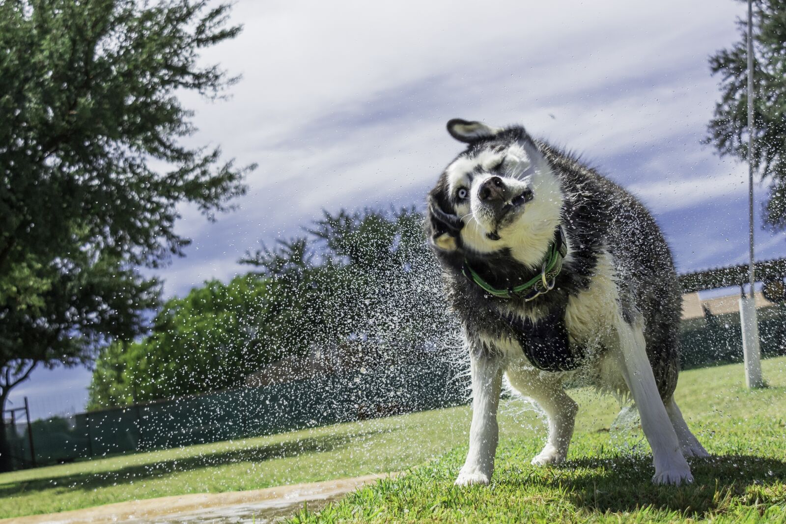 Nikon D7100 sample photo. Siberian husky, husky, dog photography
