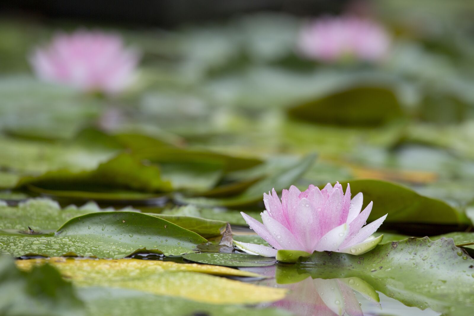 Canon EF 70-200mm F4L IS USM sample photo. Lotus, flower, aquatic plants photography
