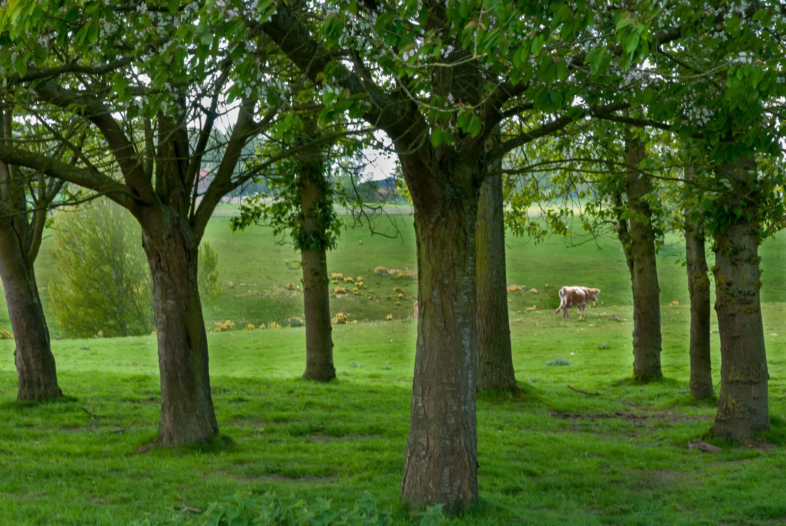 Nikon D80 sample photo. Tree, lawn, nature photography