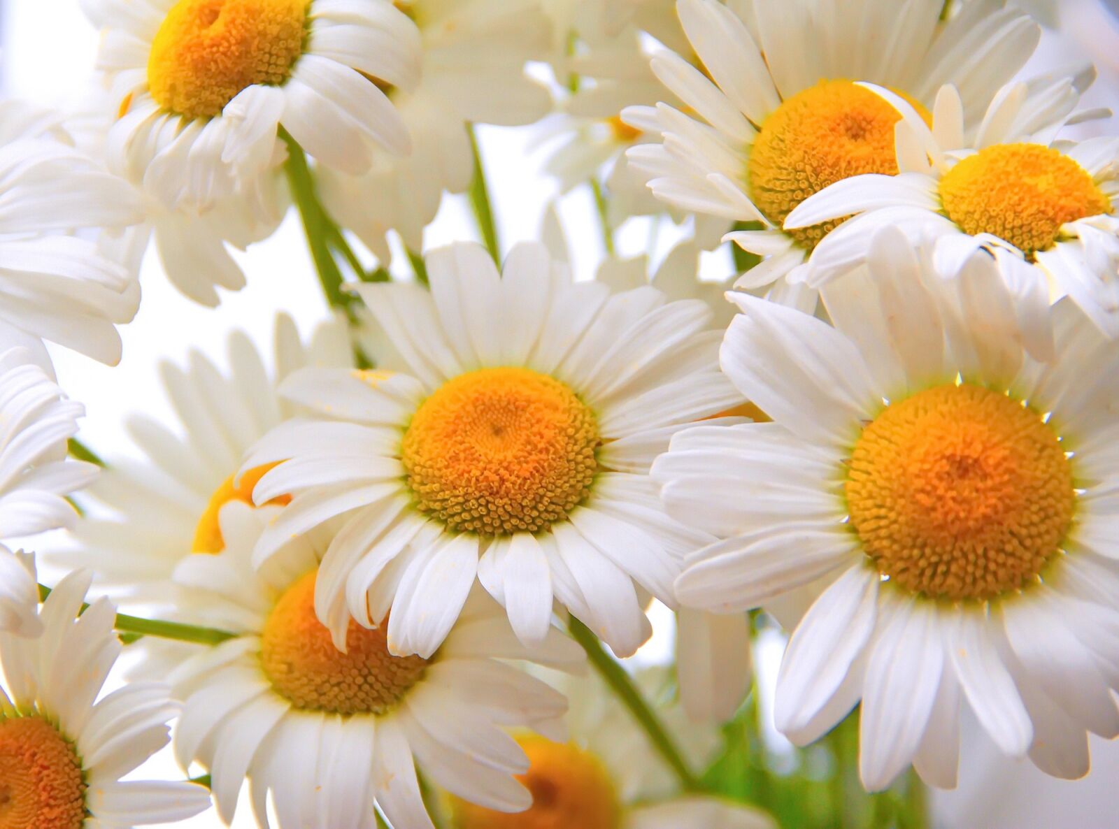 Canon EOS 60D sample photo. Daisy, flower, chamomile photography