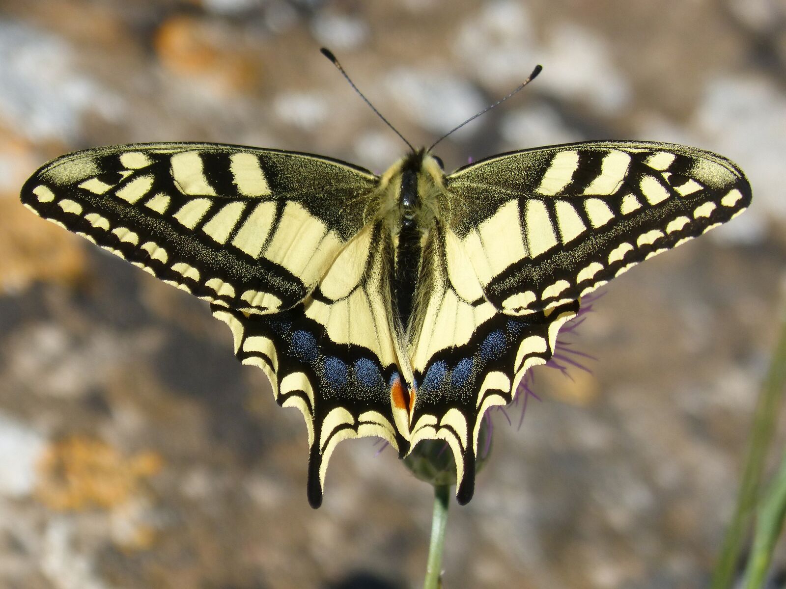 Panasonic DMC-FZ62 sample photo. Machaon, butterfly queen, papilio photography