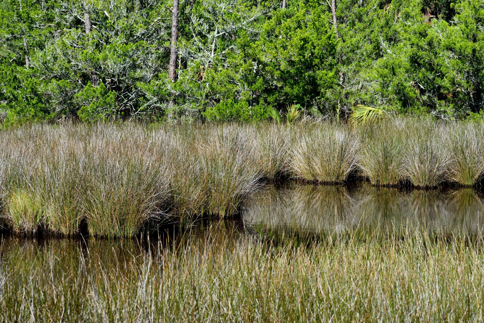 Nikon D3300 sample photo. Marshland, swamp, environment photography