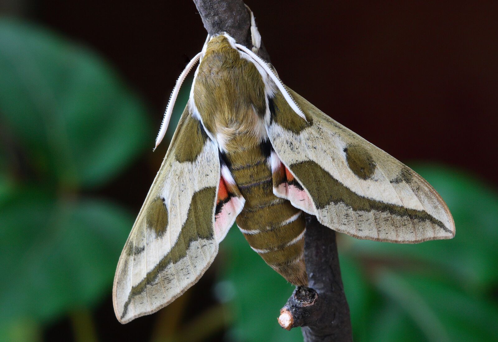 Canon EOS 400D (EOS Digital Rebel XTi / EOS Kiss Digital X) sample photo. Moth, macro, lepidoptera photography