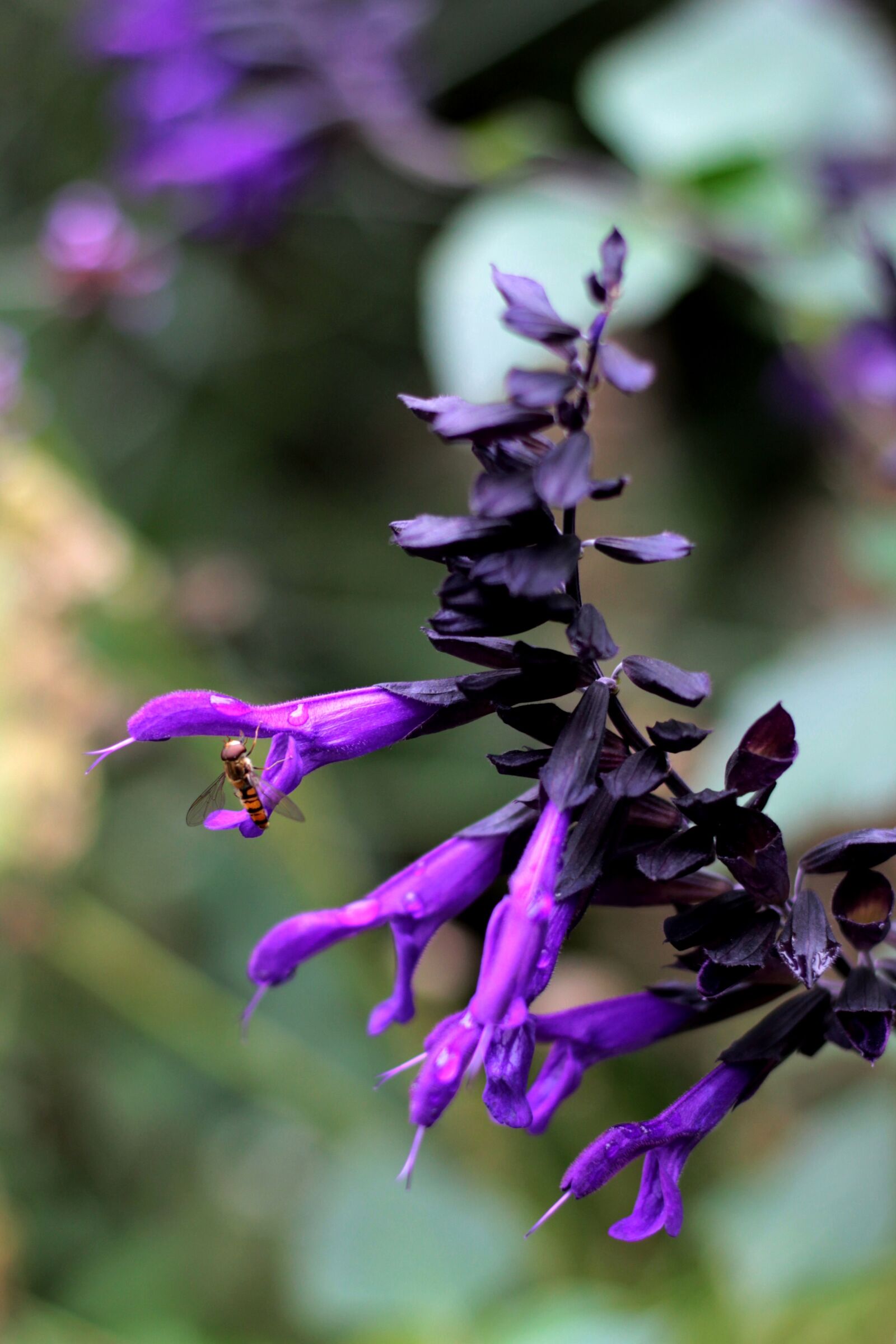 Canon EOS 600D (Rebel EOS T3i / EOS Kiss X5) sample photo. Salvia amistad, sage, hoverfly photography