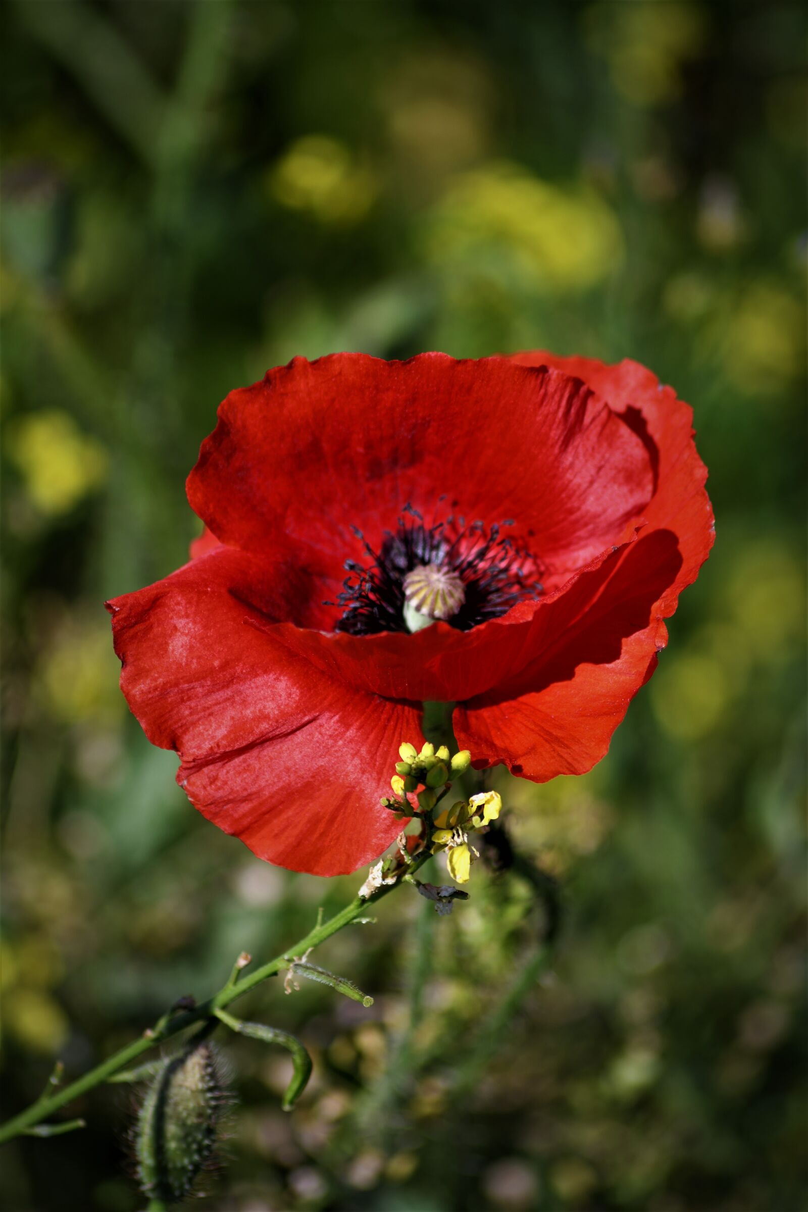 Nikon D7500 sample photo. Poppy, klatschmohn, red photography