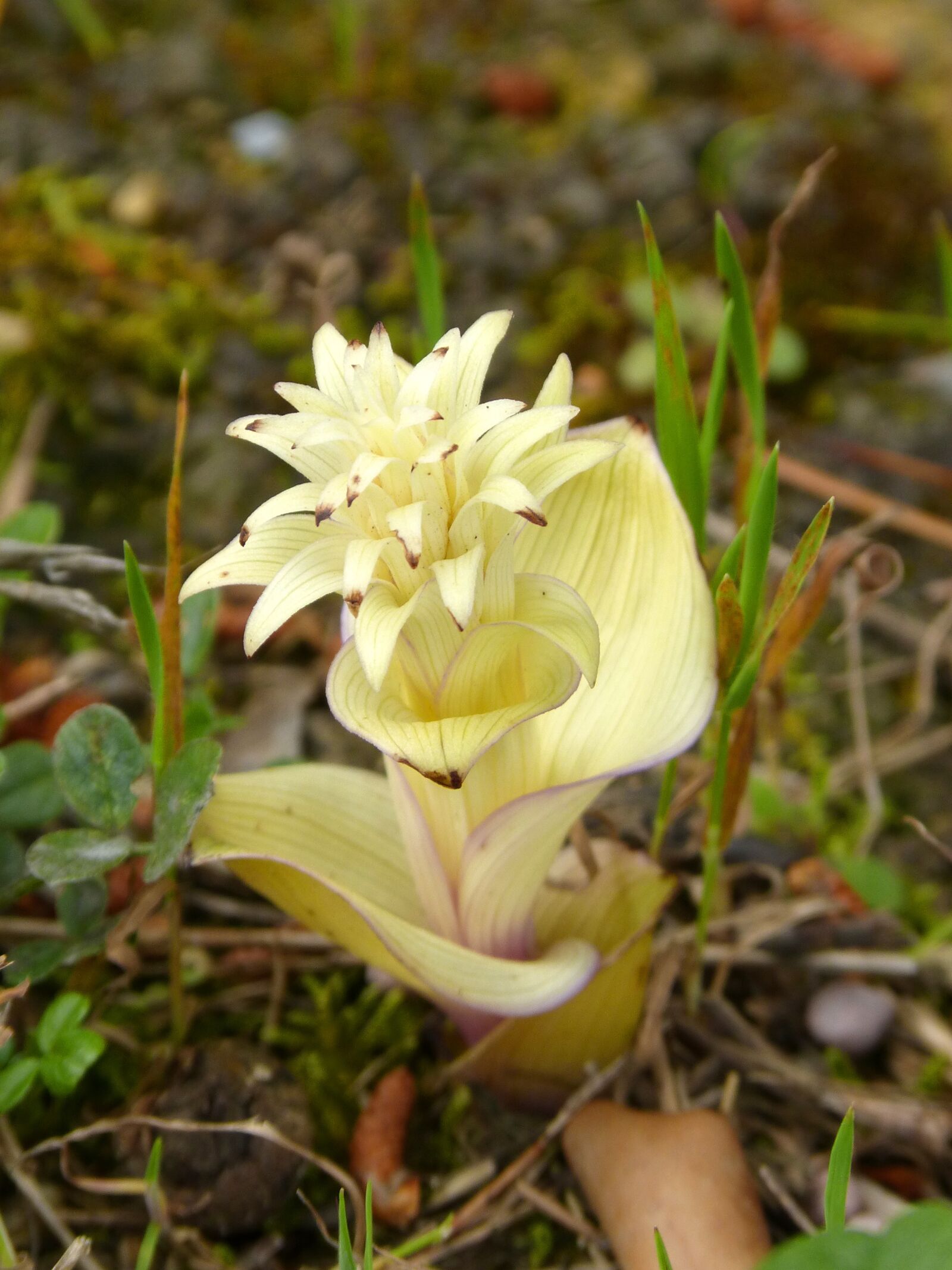 Panasonic DMC-FZ62 sample photo. Wild flower, flower, beauty photography