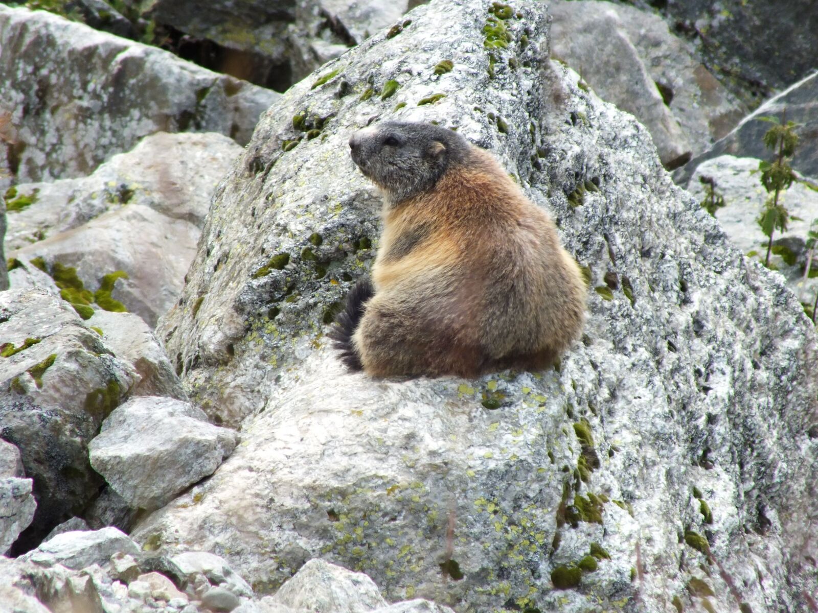Fujifilm FinePix HS35EXR sample photo. Marmot, rock, switzerland photography