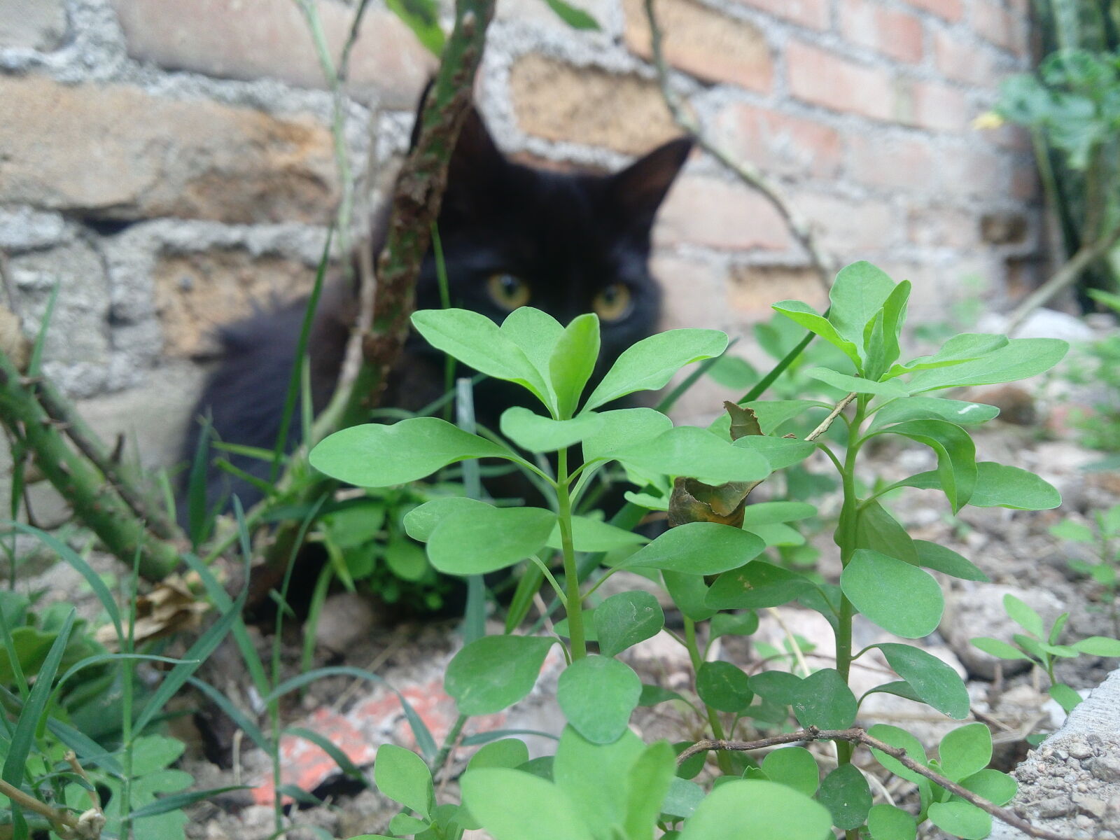 LG G3 Stylus sample photo