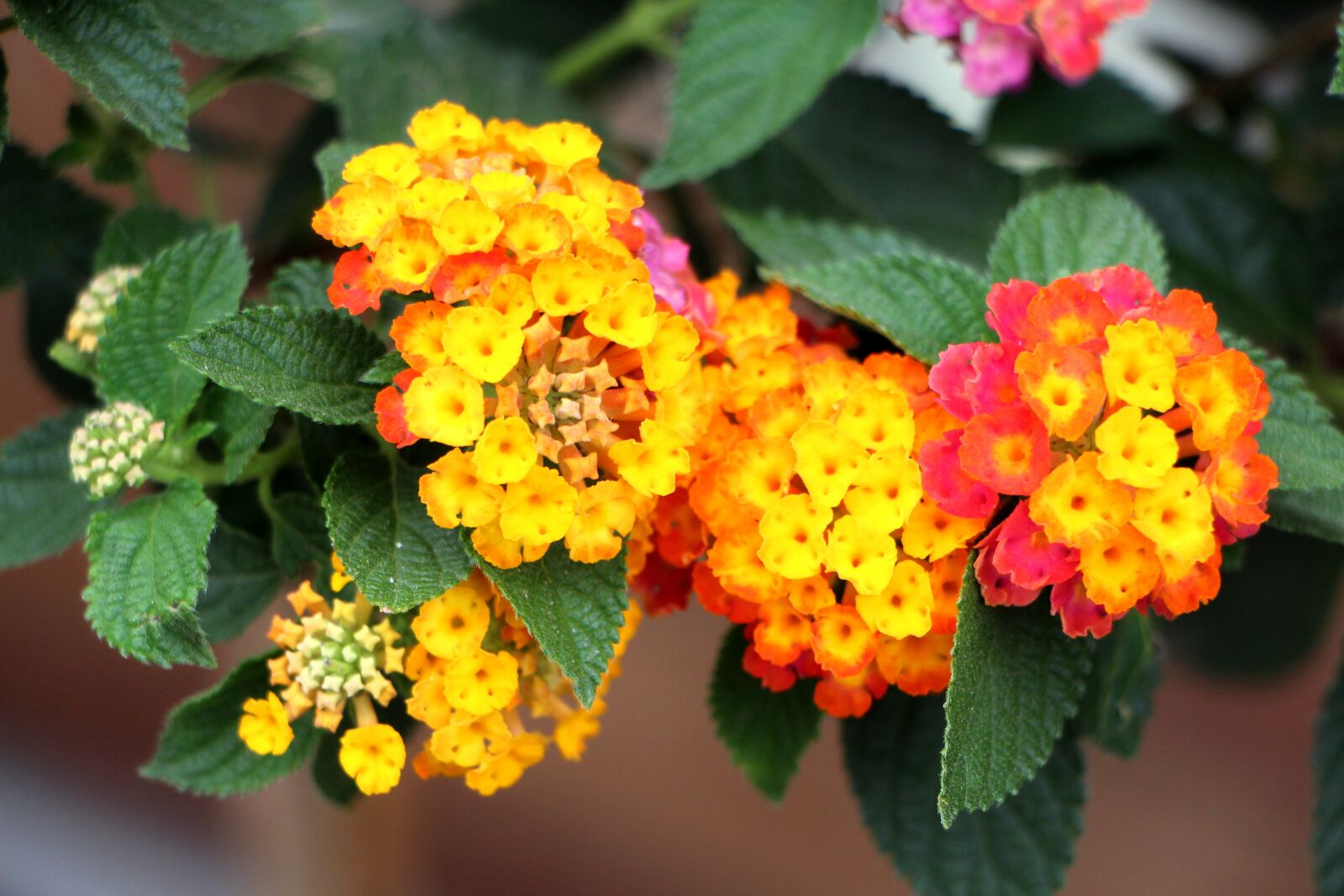 Canon EOS 650D (EOS Rebel T4i / EOS Kiss X6i) sample photo. Lanthanide, plants, flowers photography