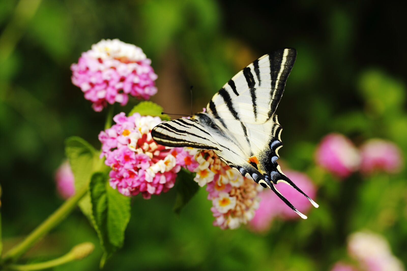 Canon EOS 40D sample photo. Butterfly, animal, wing photography