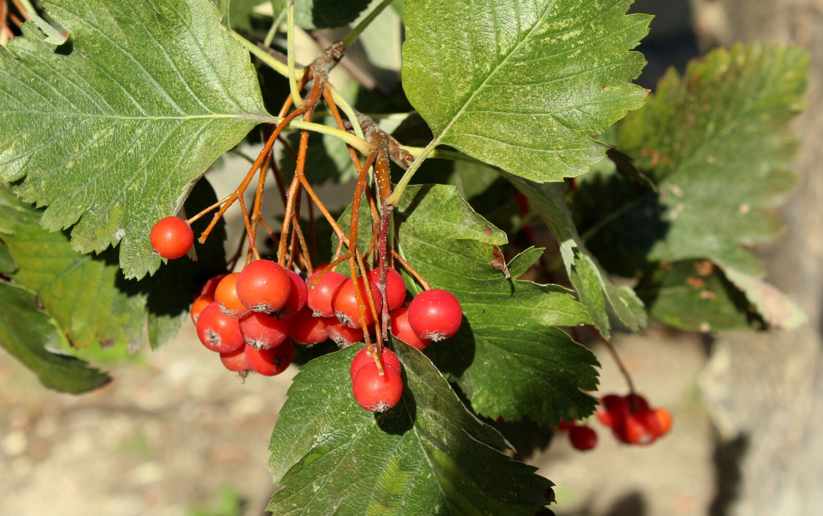 Canon EOS 1200D (EOS Rebel T5 / EOS Kiss X70 / EOS Hi) sample photo. Rowan, tree, red fruits photography
