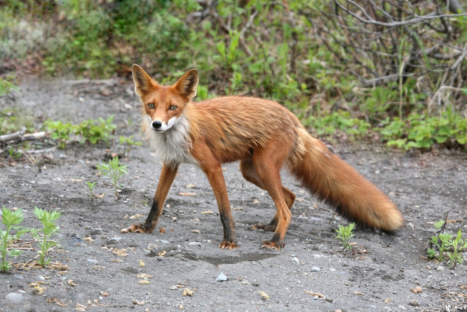 Canon EOS 5D sample photo. Fox, moth, wild beast photography