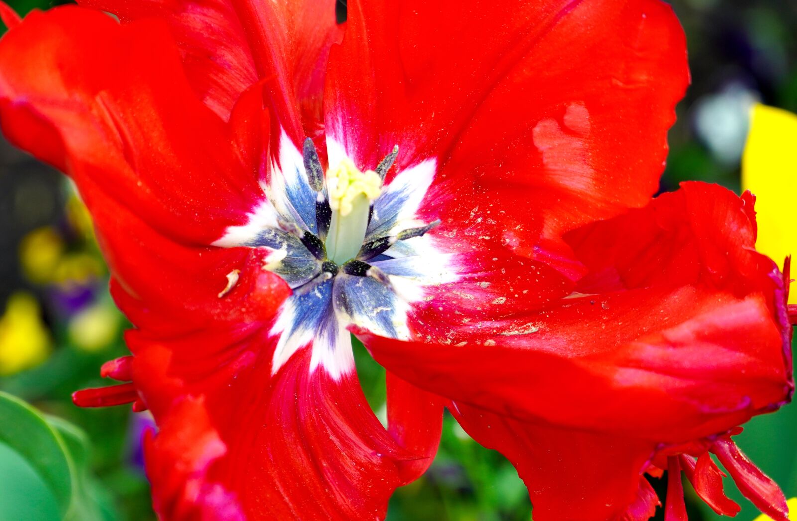 Sony E PZ 18-105mm F4 G OSS sample photo. Tulip, blossom, bloom photography