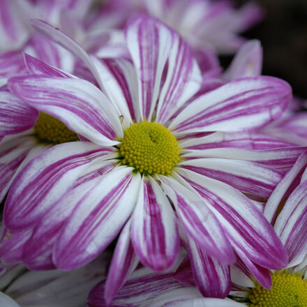 Nikon AF Micro-Nikkor 60mm F2.8D sample photos - ExploreCams