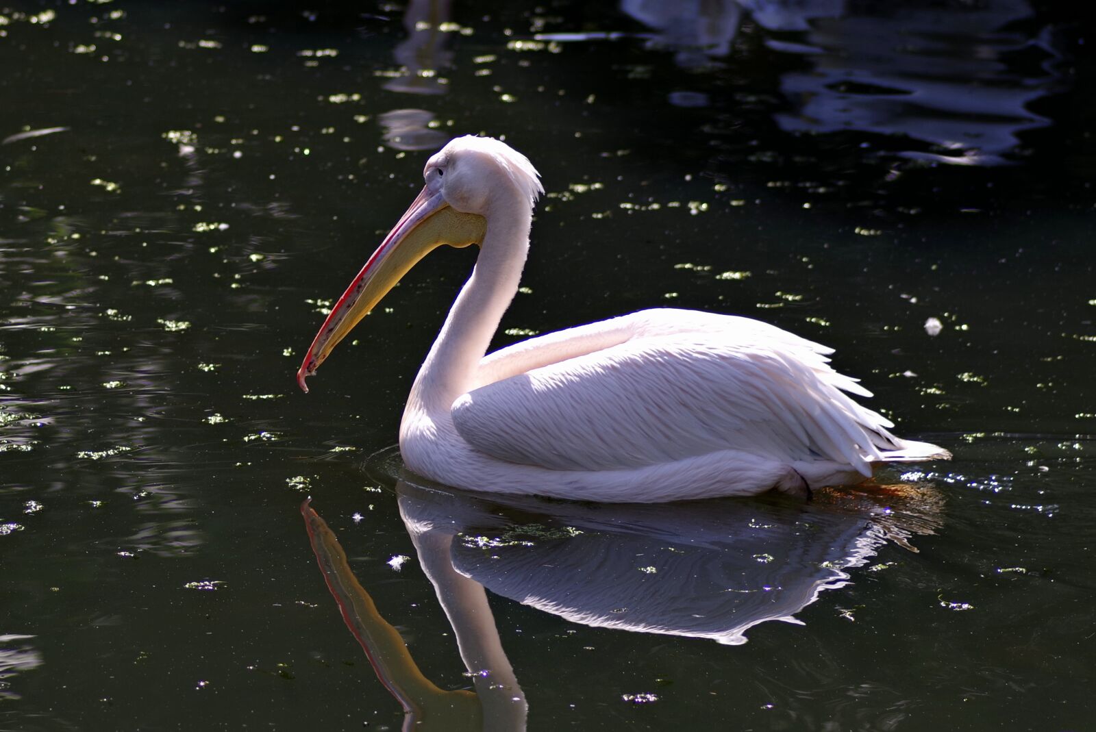 Pentax K-S2 sample photo. Pelikan, bird, amp shipping photography