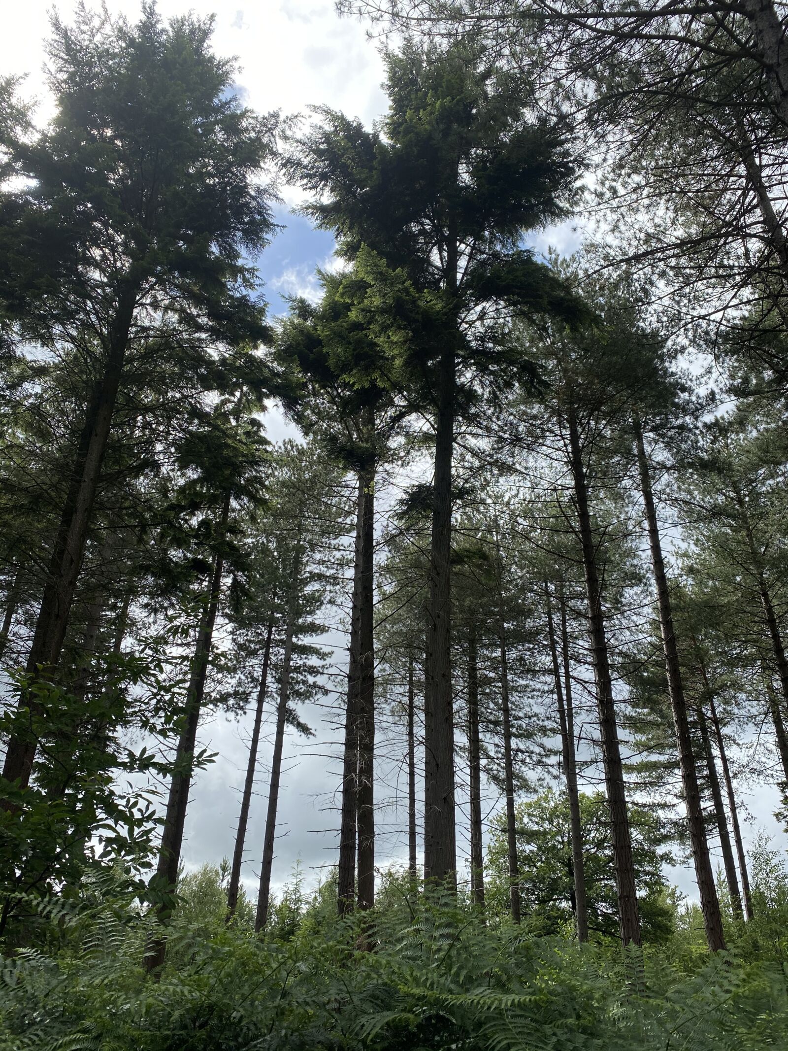 Apple iPhone 11 sample photo. Pine trees, forest, woods photography