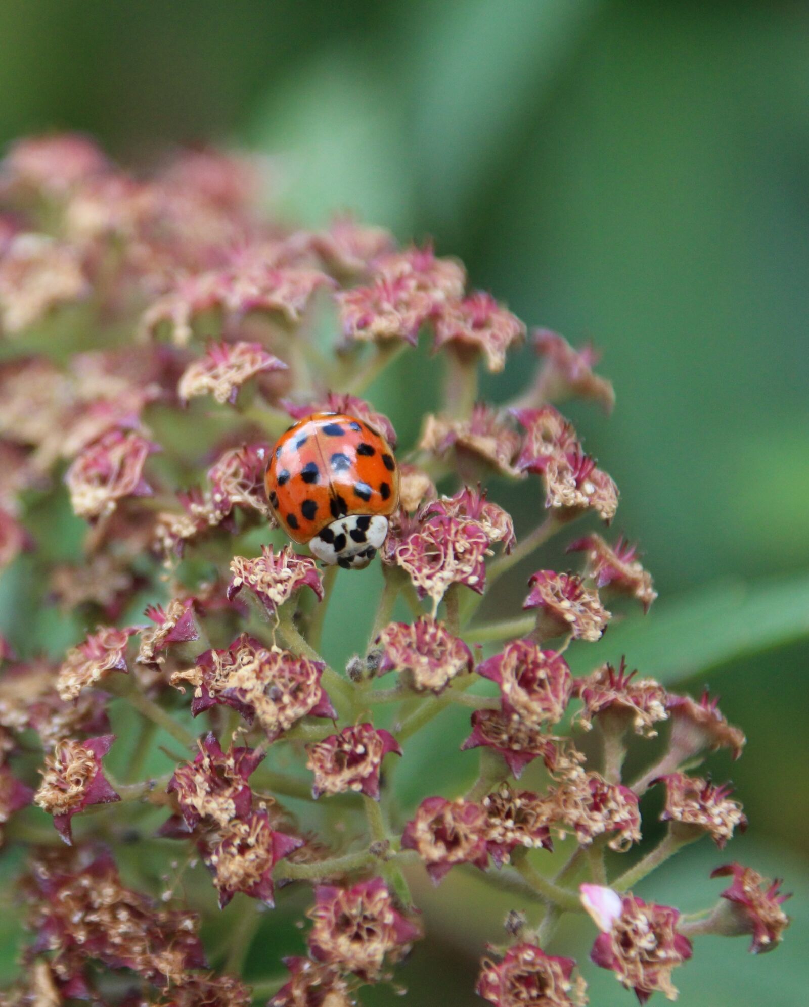 Canon EOS 1200D (EOS Rebel T5 / EOS Kiss X70 / EOS Hi) sample photo. Ladybug, red, lucky charm photography