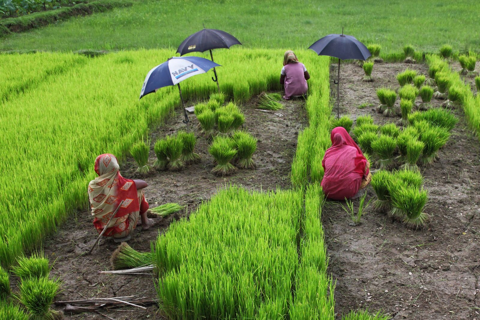 Canon EOS 5D Mark II sample photo. Bangladesh, women, rice photography