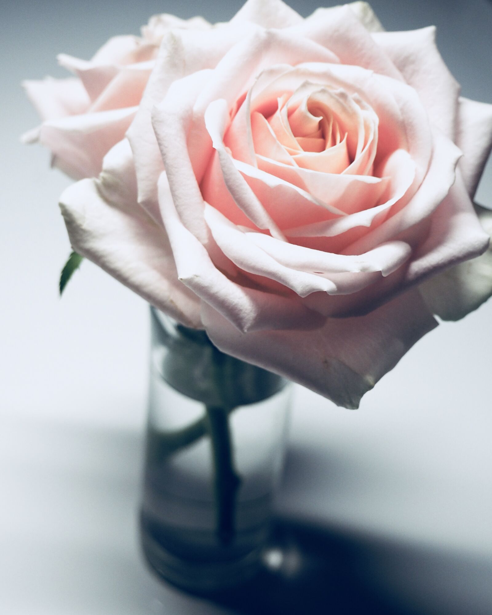 Olympus OM-D E-M10 II sample photo. Rose, flower, love photography