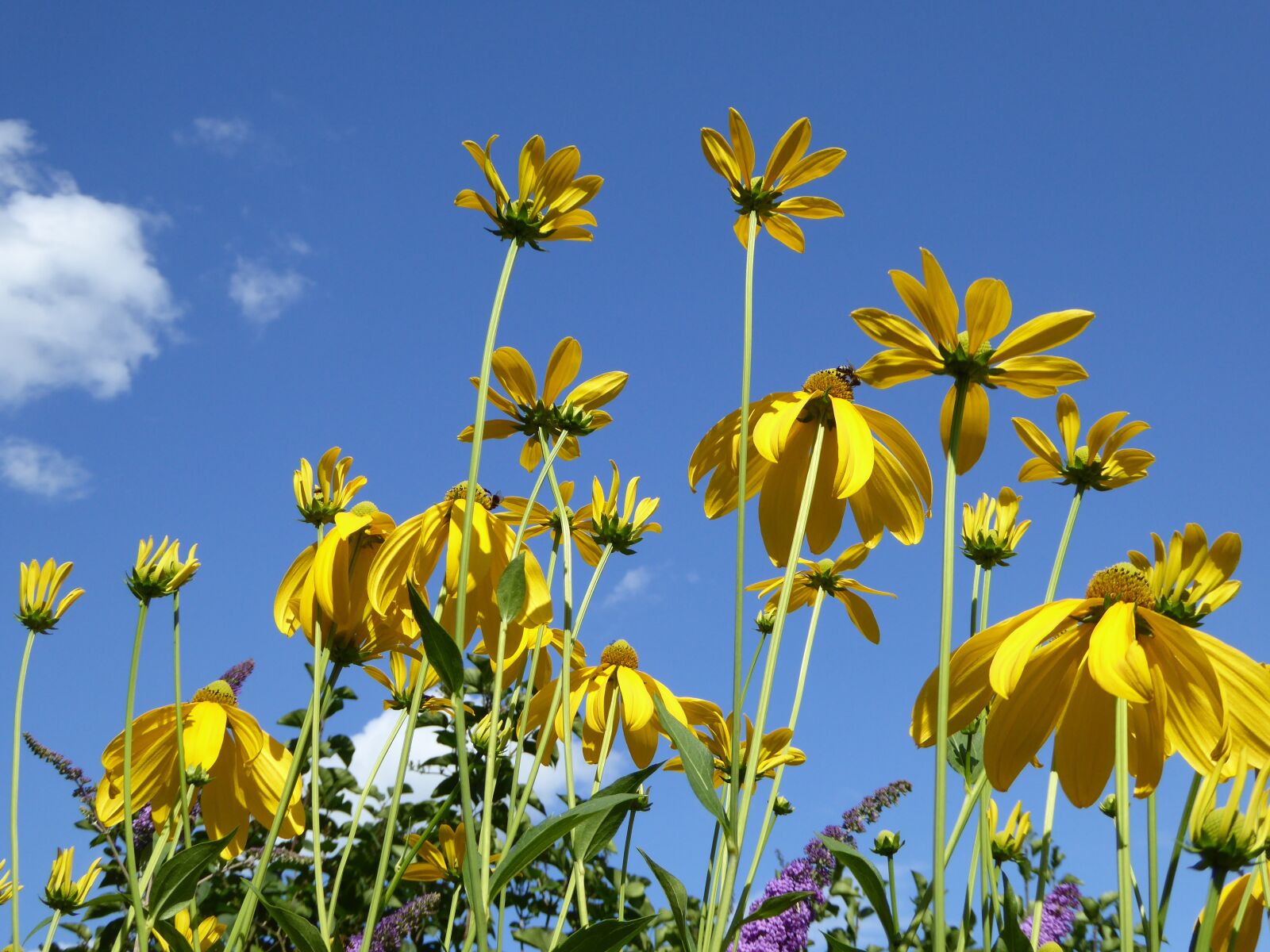 Panasonic DMC-TZ61 sample photo. Summer flowers, yellow, flower photography