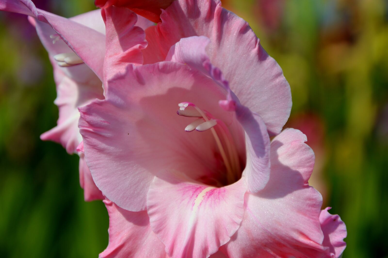 Nikon D3200 sample photo. Gladiolus, gladidus, butterfly greenhouse photography