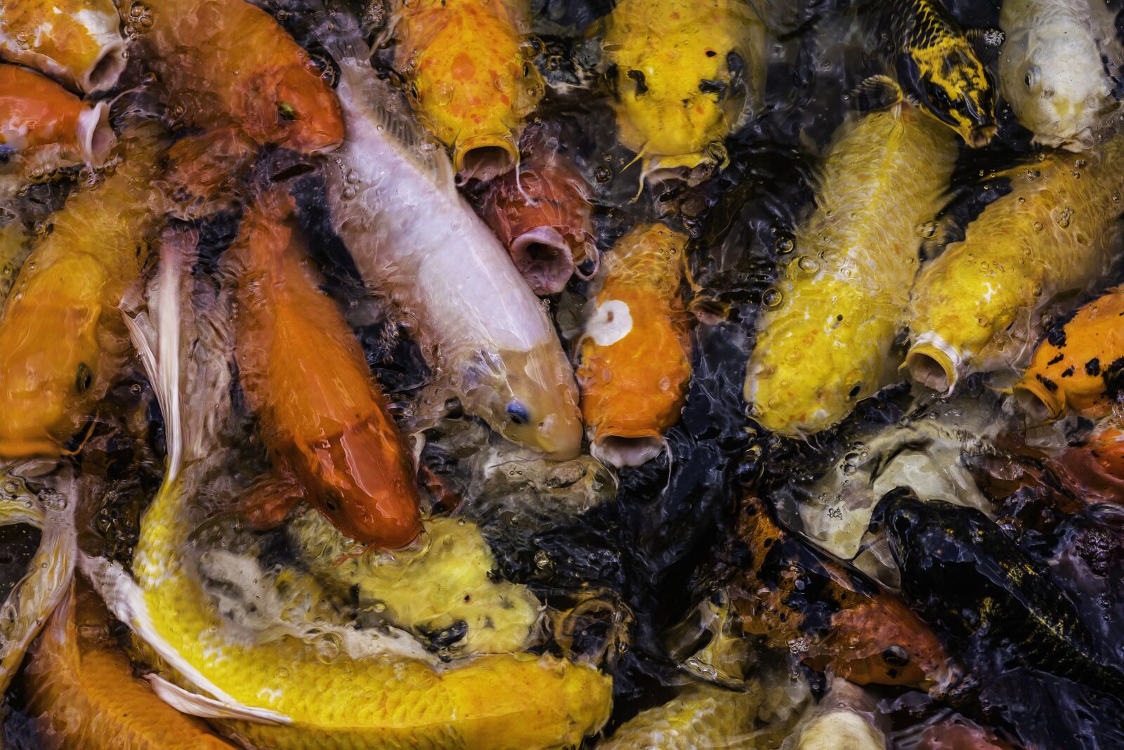 Nikon D810 sample photo. Fish, carp, pond photography
