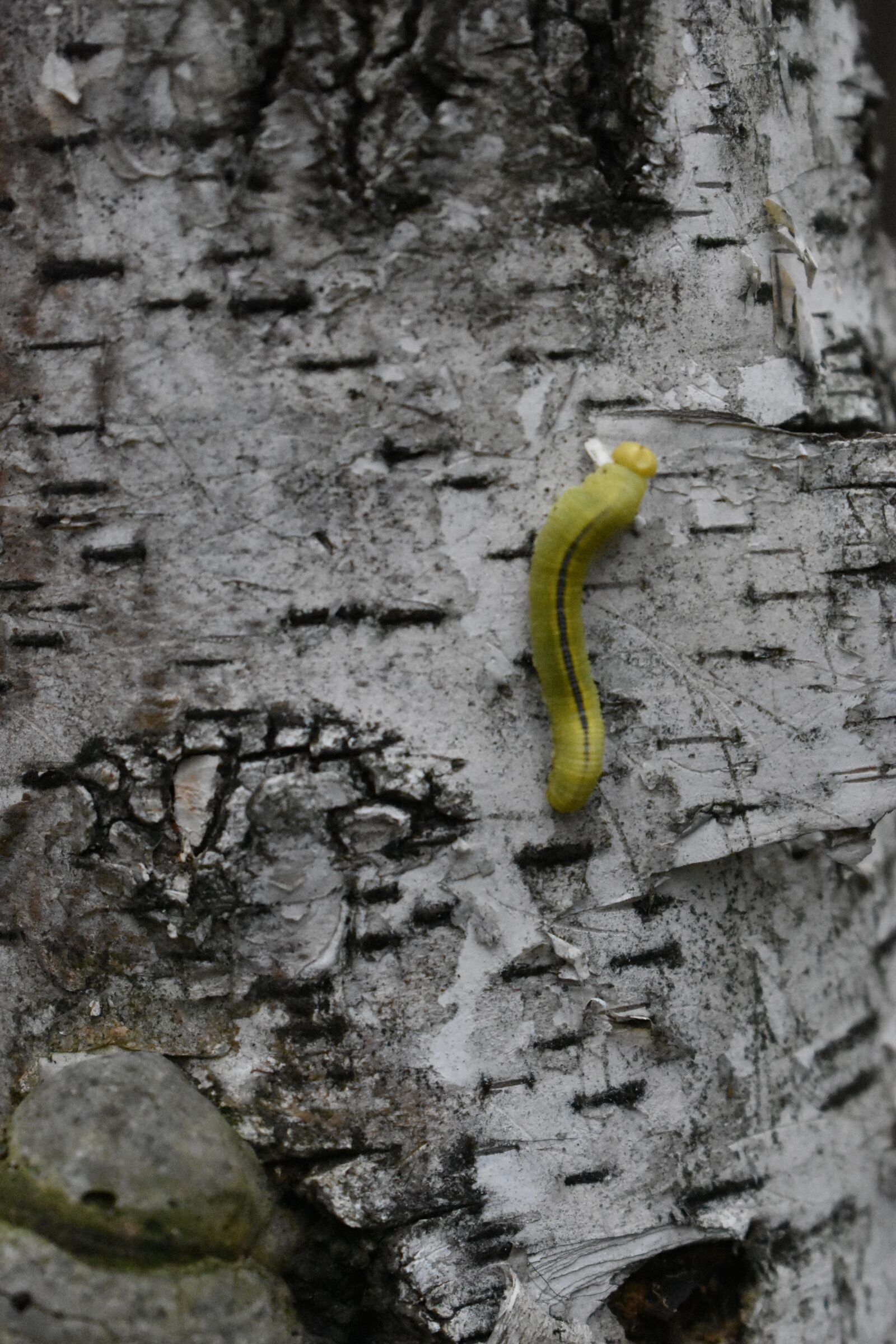 Nikon D3400 sample photo. Caterpillar, birch, bark photography