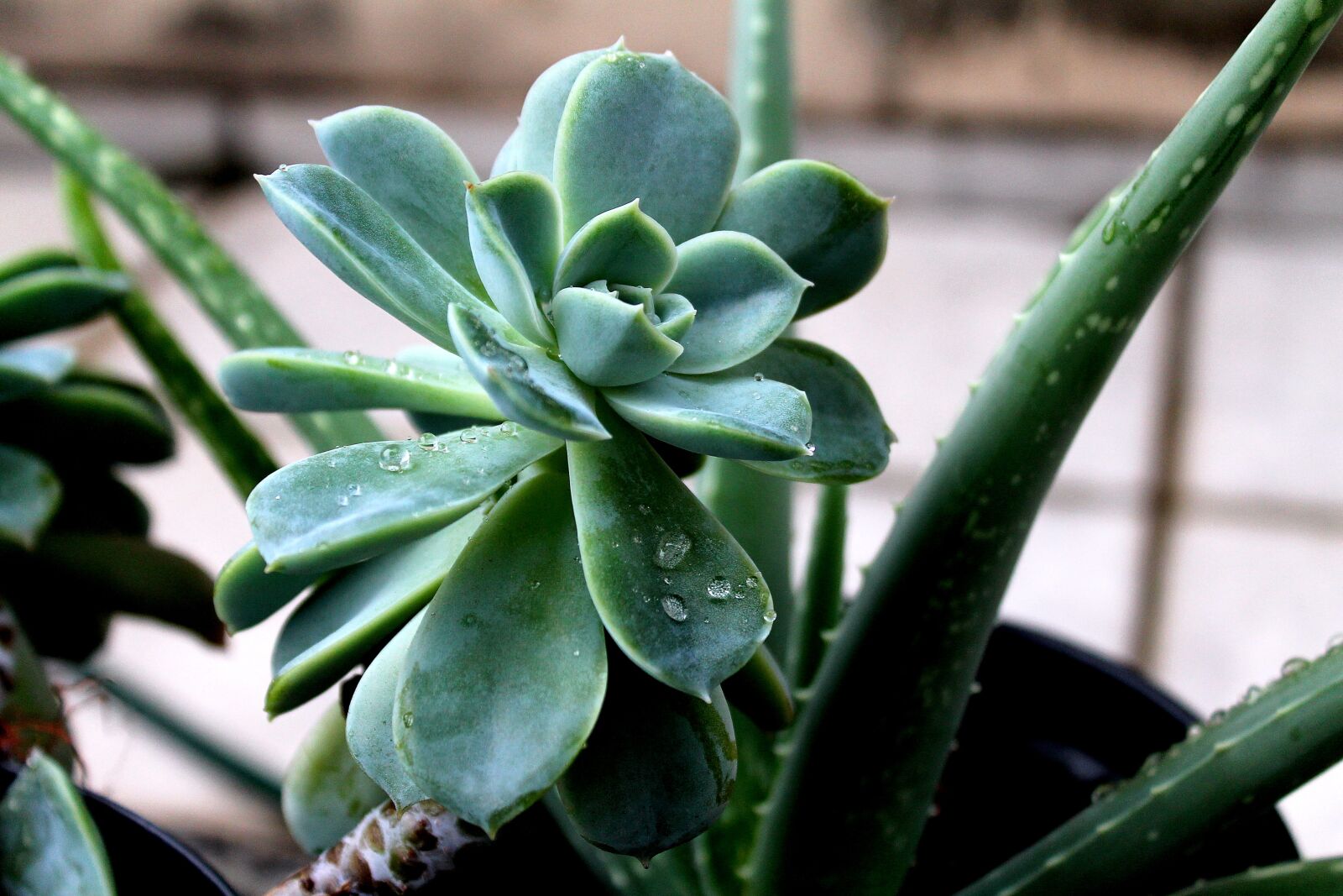 Canon EOS 1100D (EOS Rebel T3 / EOS Kiss X50) sample photo. Pink stone, flower, nature photography