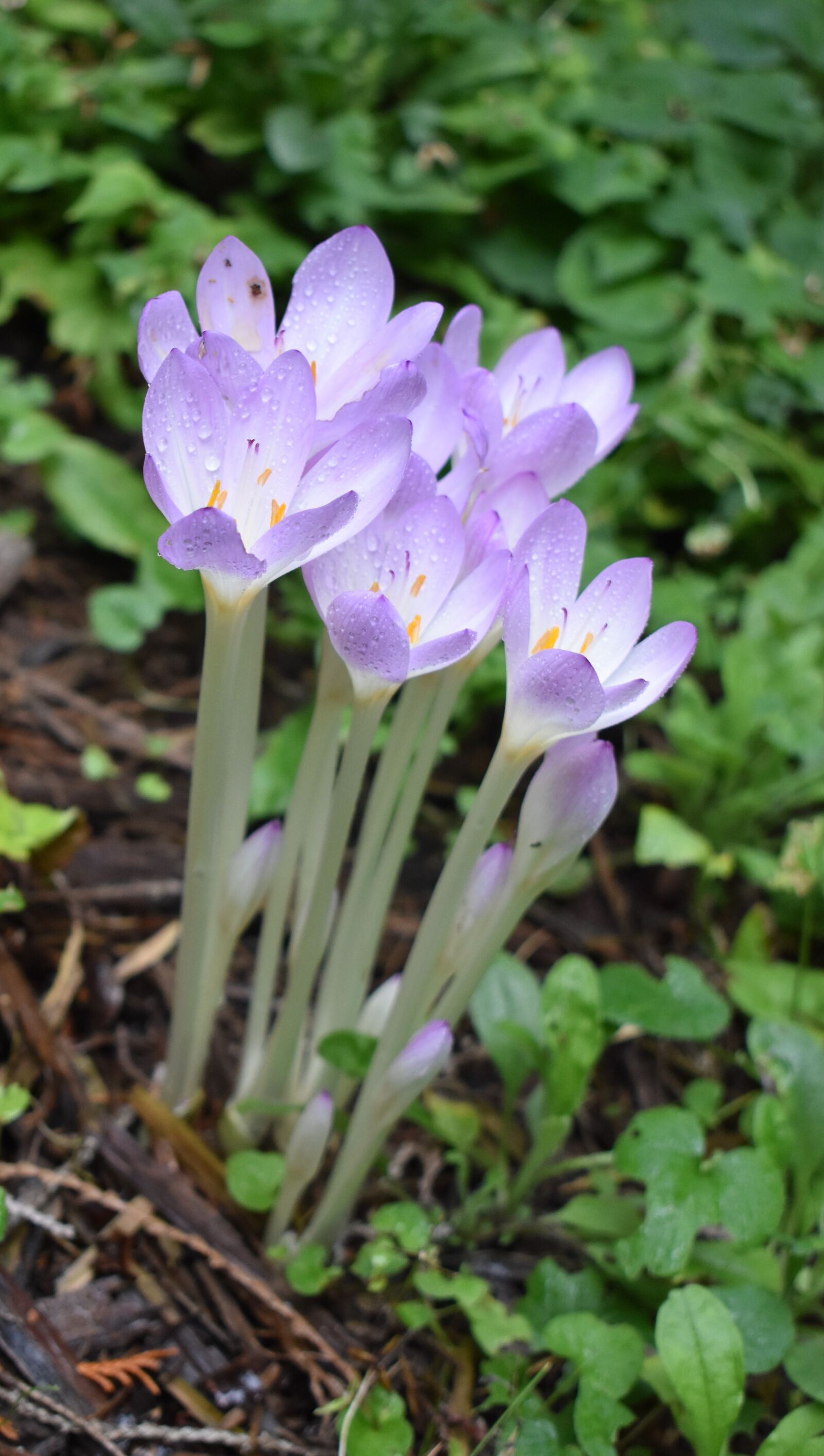 Nikon D3500 sample photo. Autumn crocus, fall flower photography