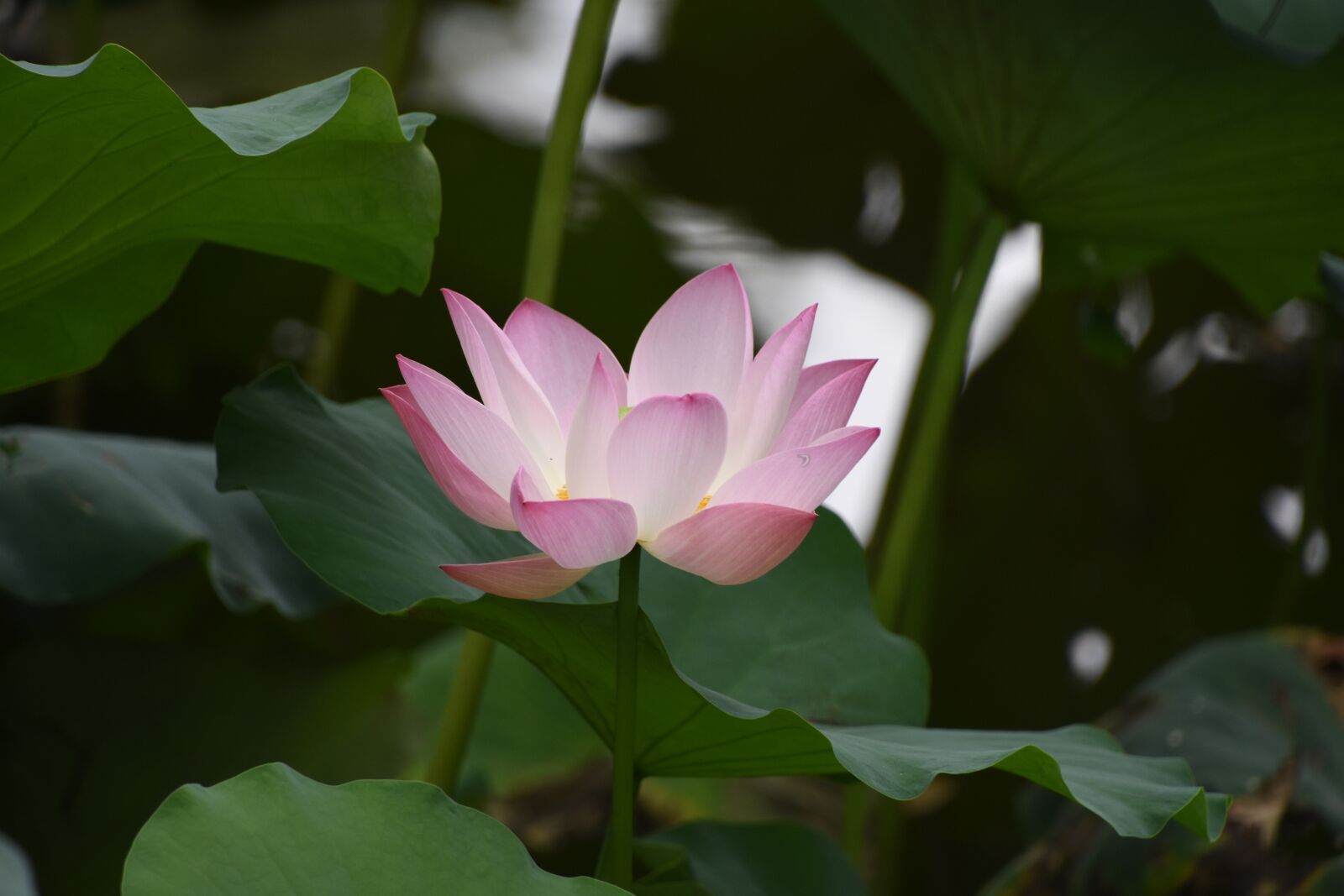 Nikon D7200 sample photo. Lotus, flower, close-up photography