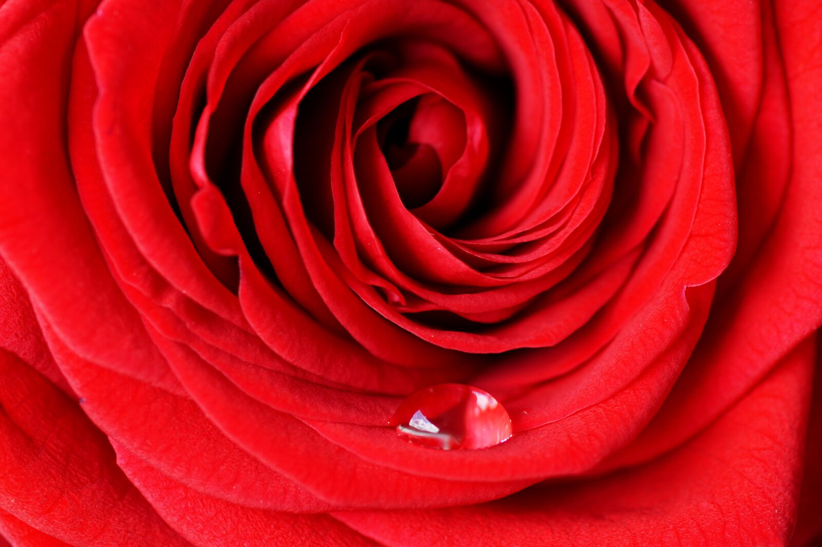 Sony ILCA-77M2 + Tamron SP AF 90mm F2.8 Di Macro sample photo. Rose, red, love photography