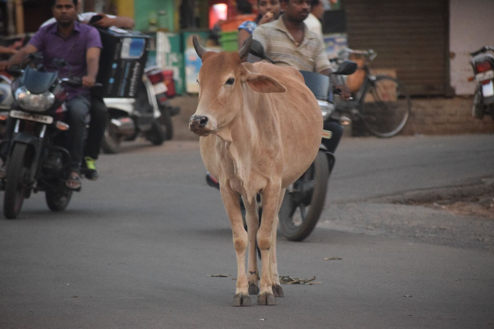 Nikon D3300 sample photo. Cow, street, road photography
