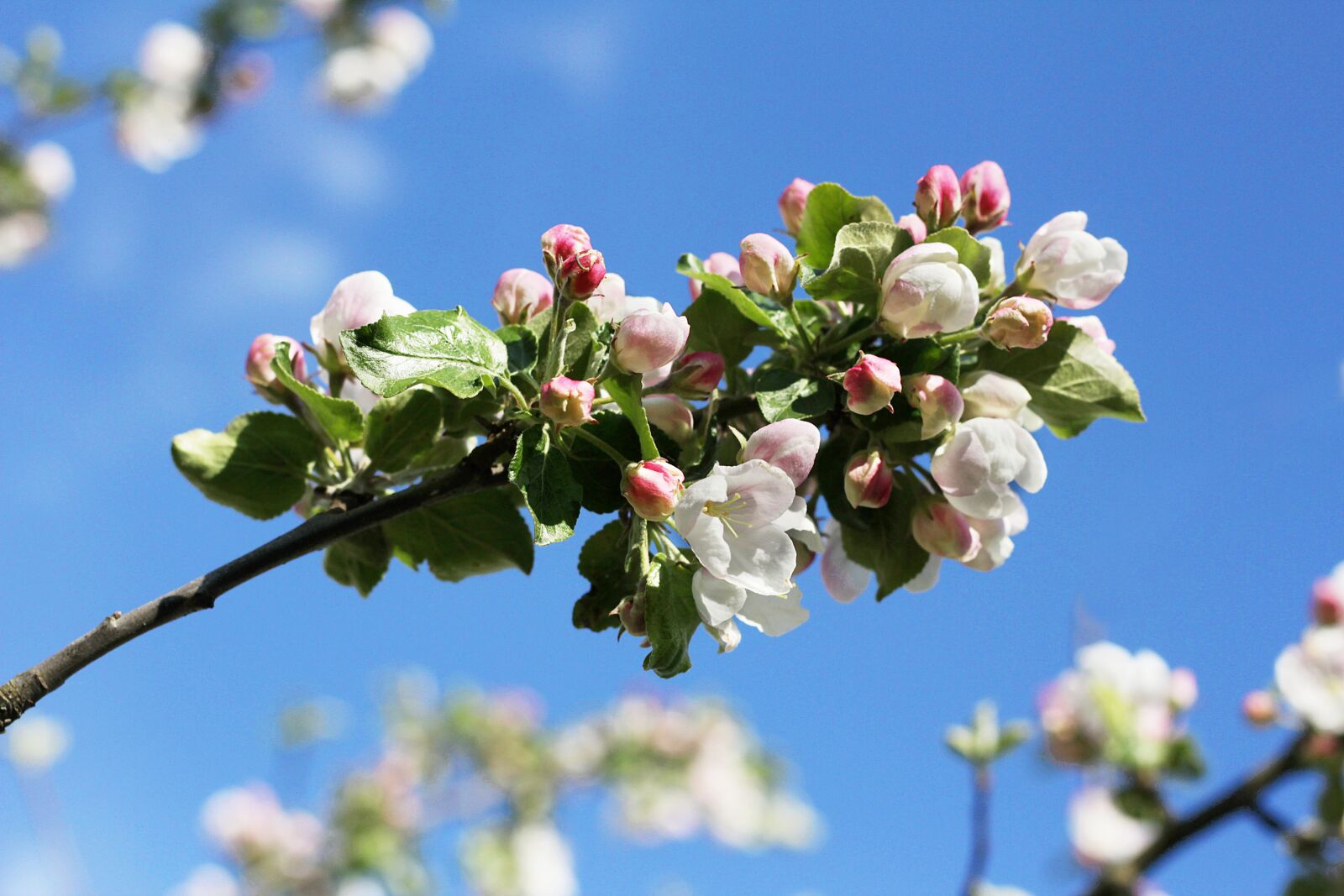 Canon EOS 600D (Rebel EOS T3i / EOS Kiss X5) sample photo. Apple blossom, blossom, blossoming photography